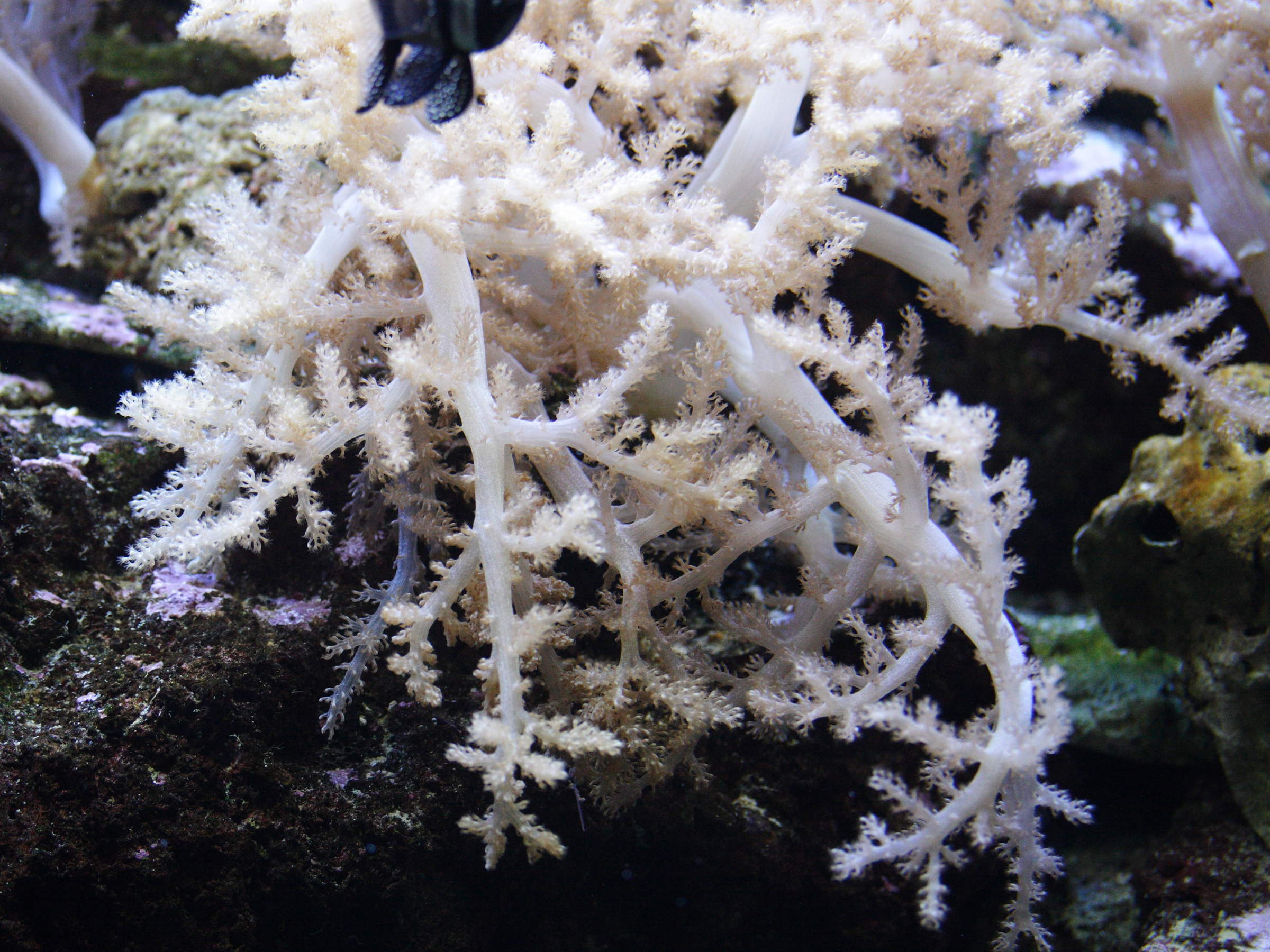 Afficher le média litophyton_arboreum1md litophyton_arboreum1md