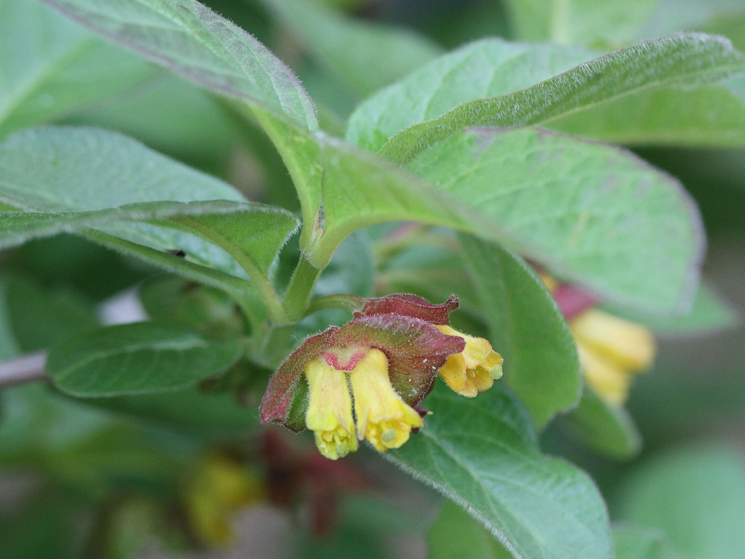 Afficher le média lonicera_involucrata_ledebourii1md lonicera_involucrata_ledebourii1md