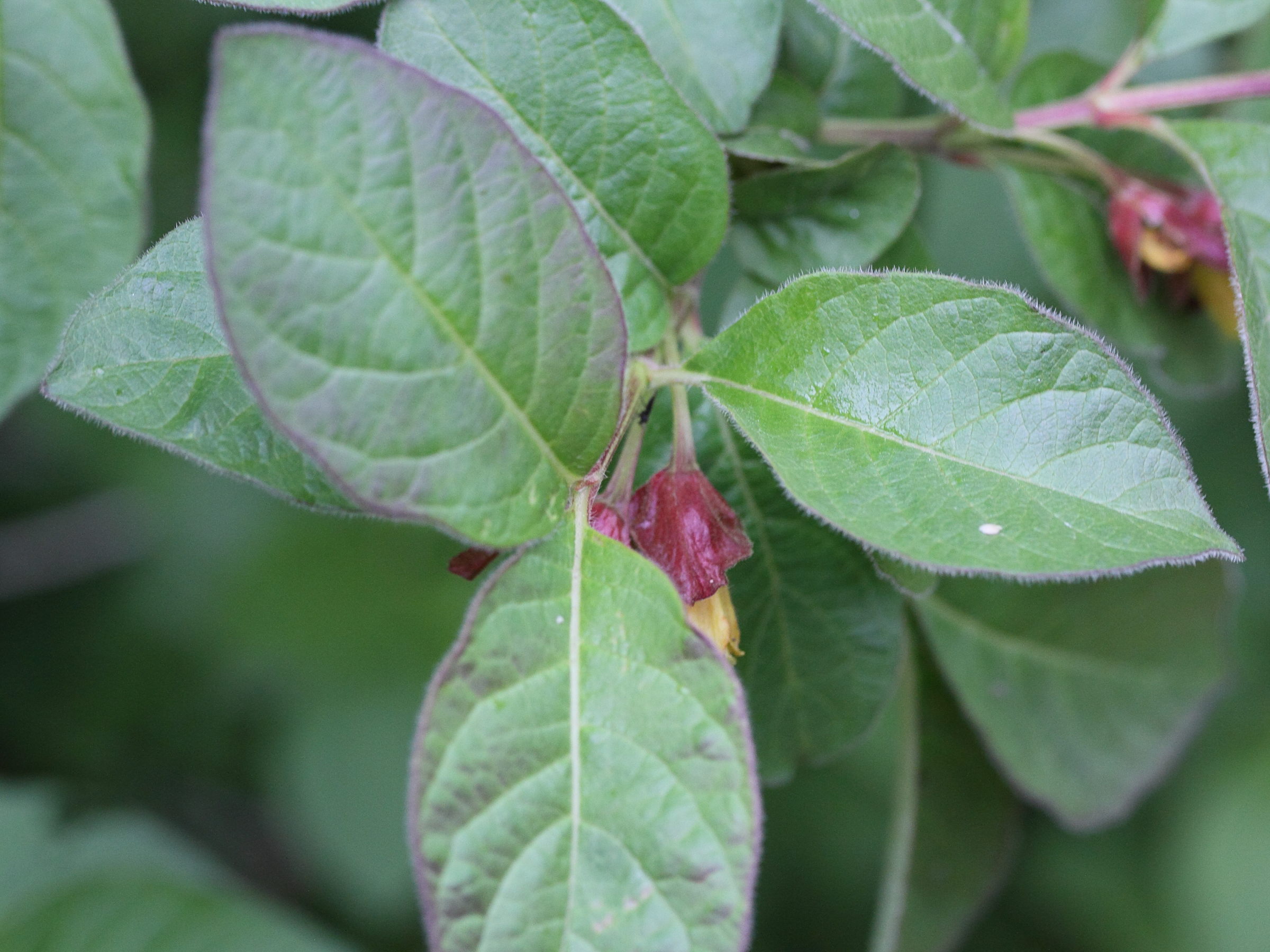 Afficher le média lonicera_involucrata_ledebourii2md lonicera_involucrata_ledebourii2md