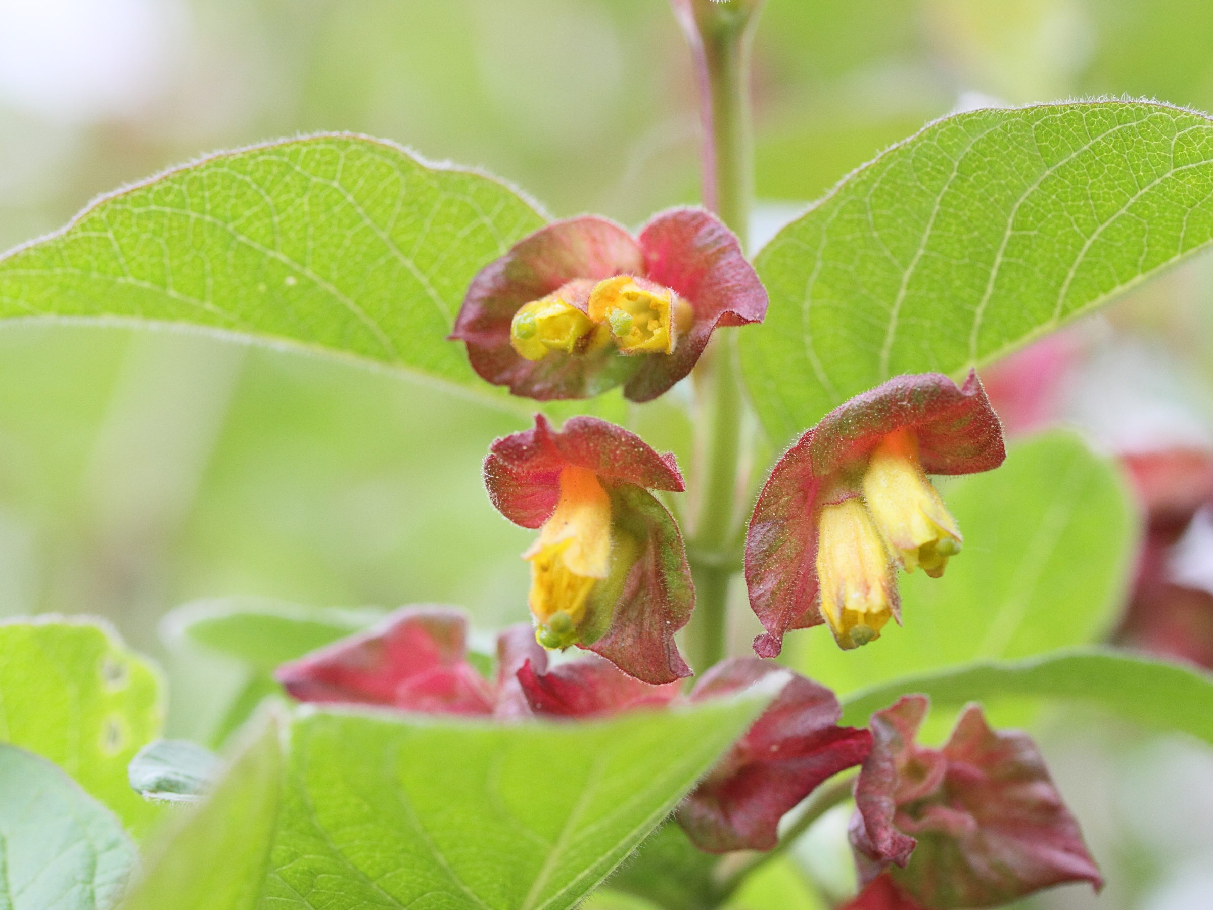 Afficher le média lonicera_involucrata_ledebourii3md lonicera_involucrata_ledebourii3md