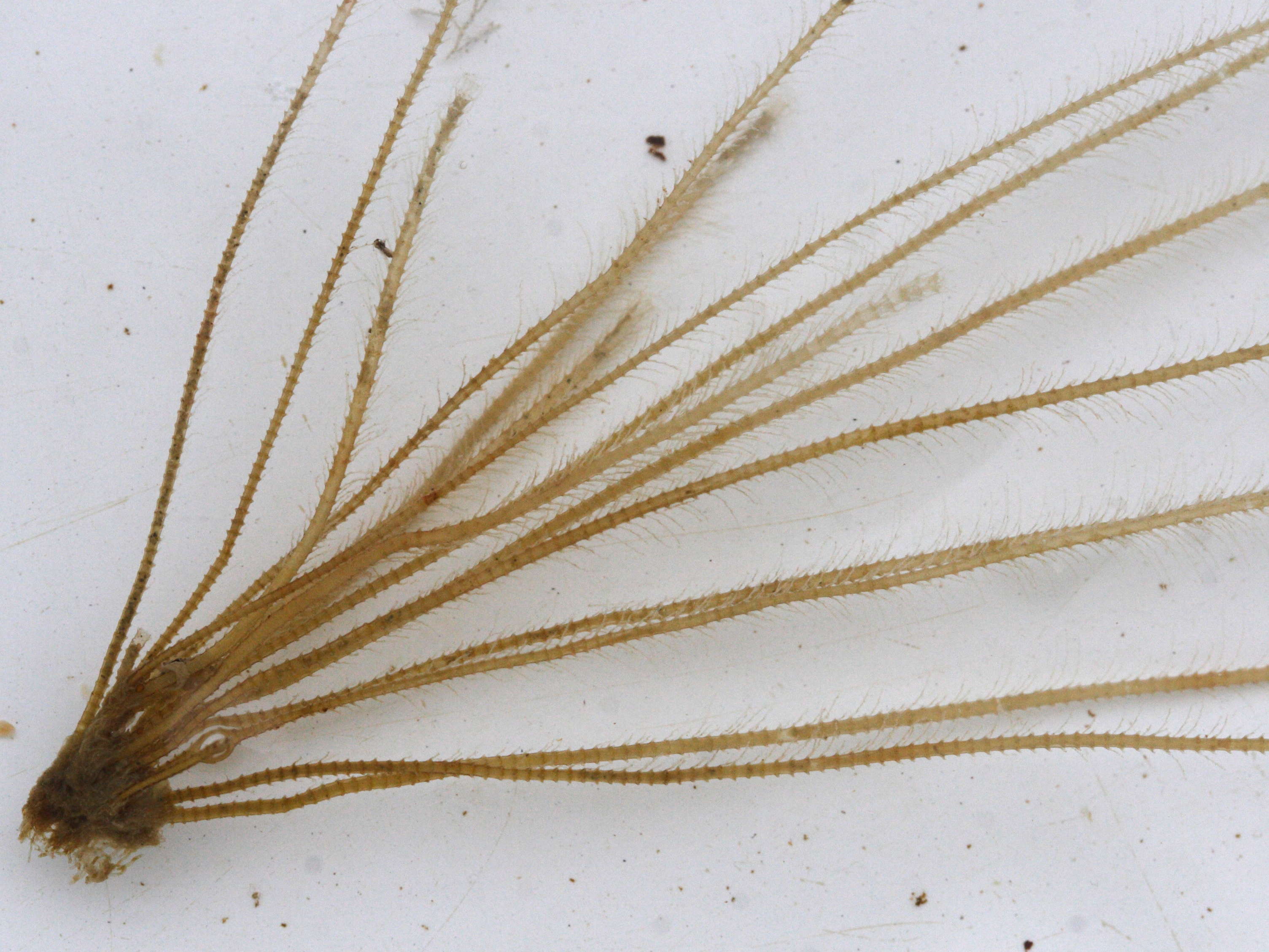 Afficher le média nemertesia_antennina1md nemertesia_antennina1md