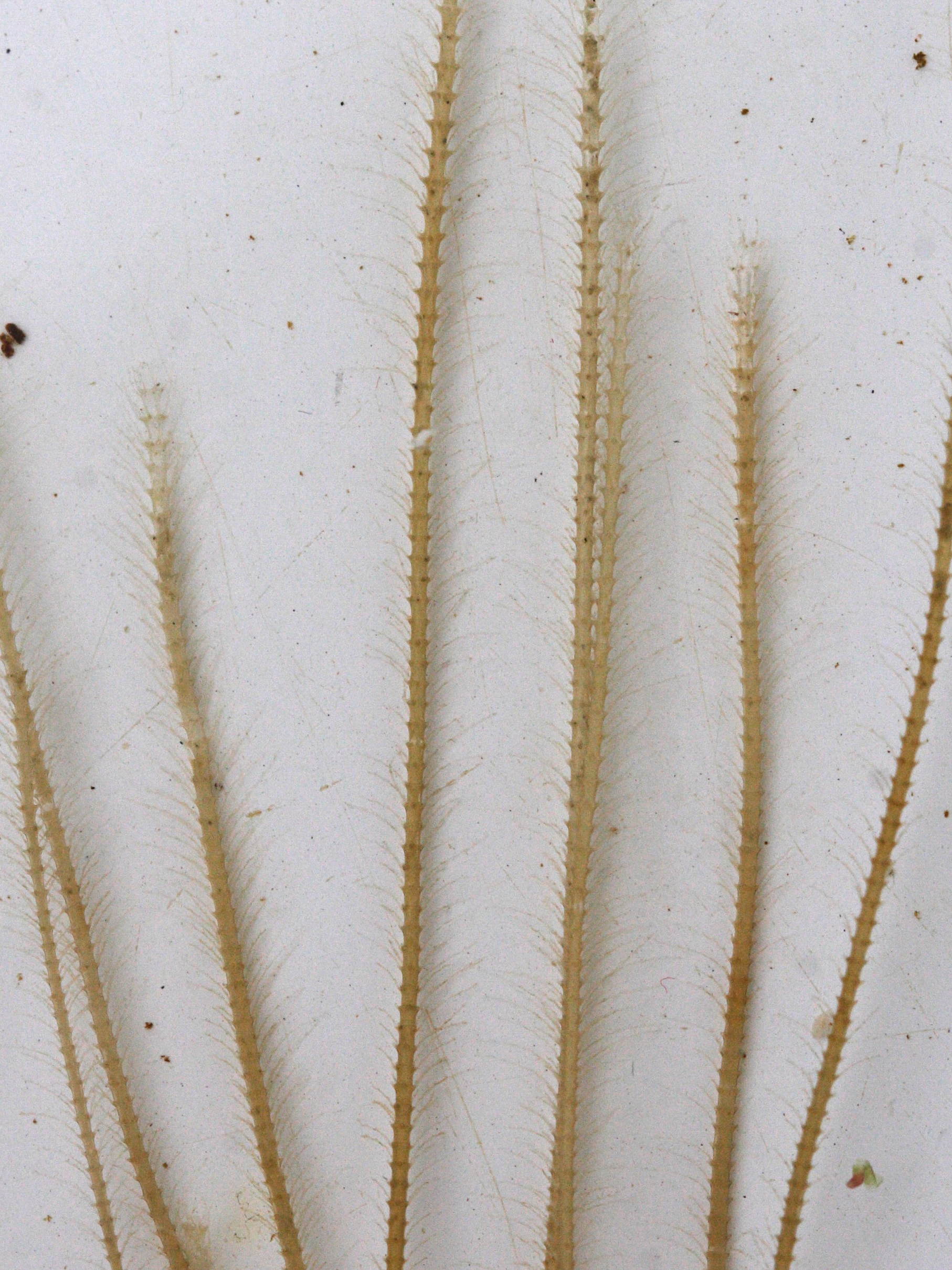 Afficher le média nemertesia_antennina2md nemertesia_antennina2md