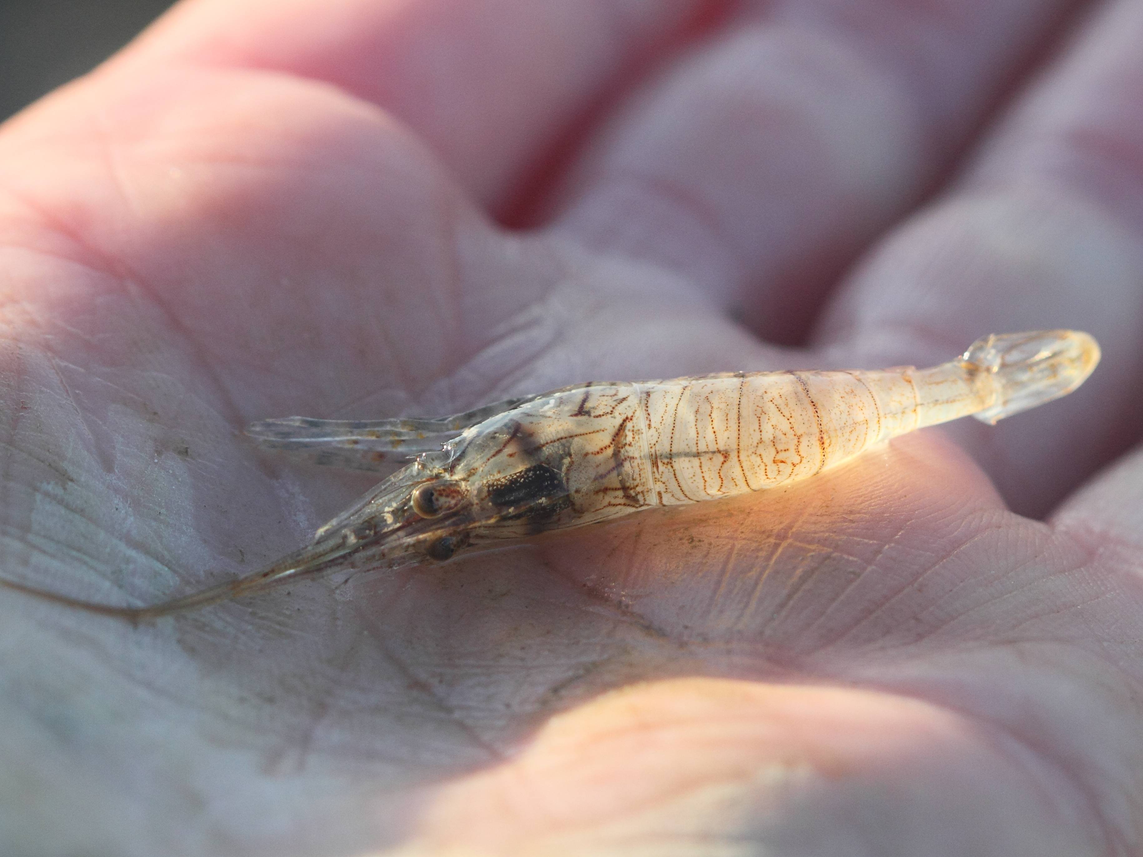 Afficher le média palaemon_elegans1bd palaemon_elegans1bd