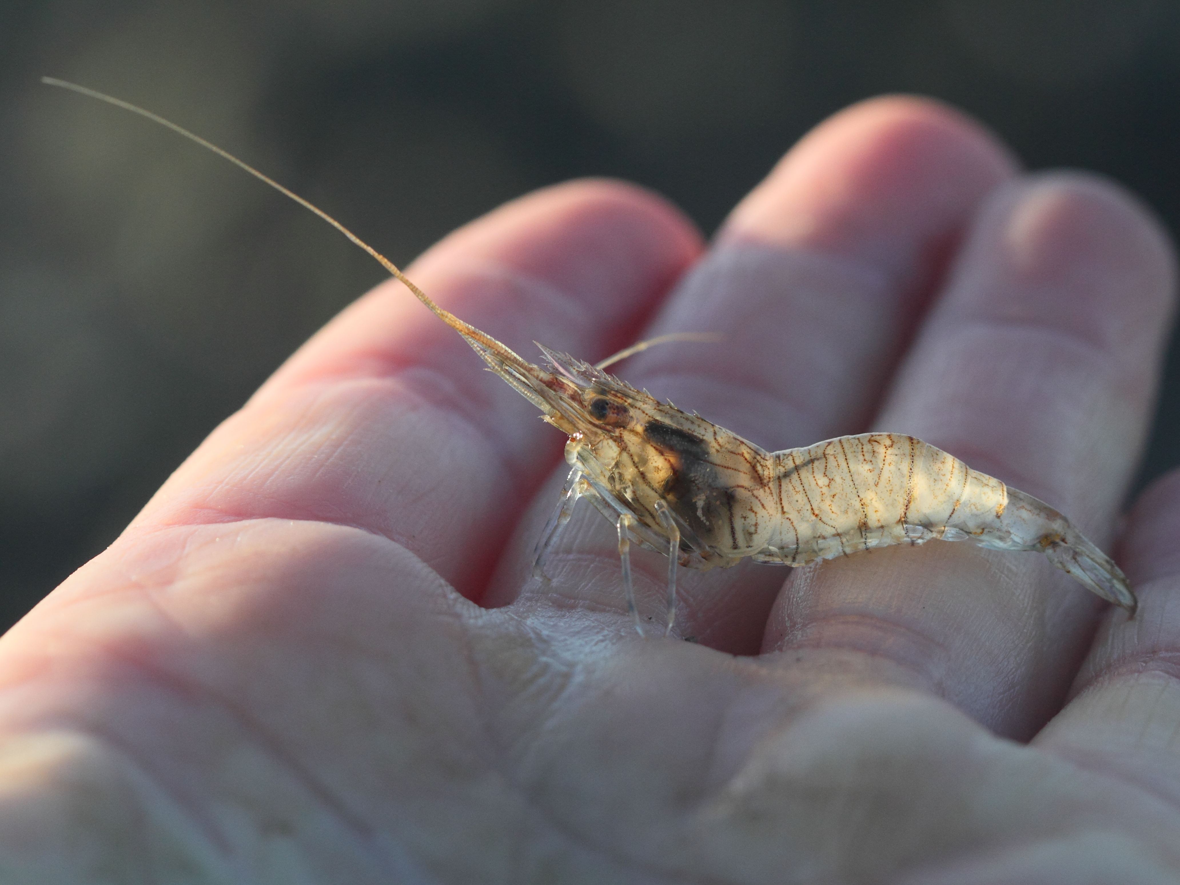 Afficher le média palaemon_elegans2bd palaemon_elegans2bd