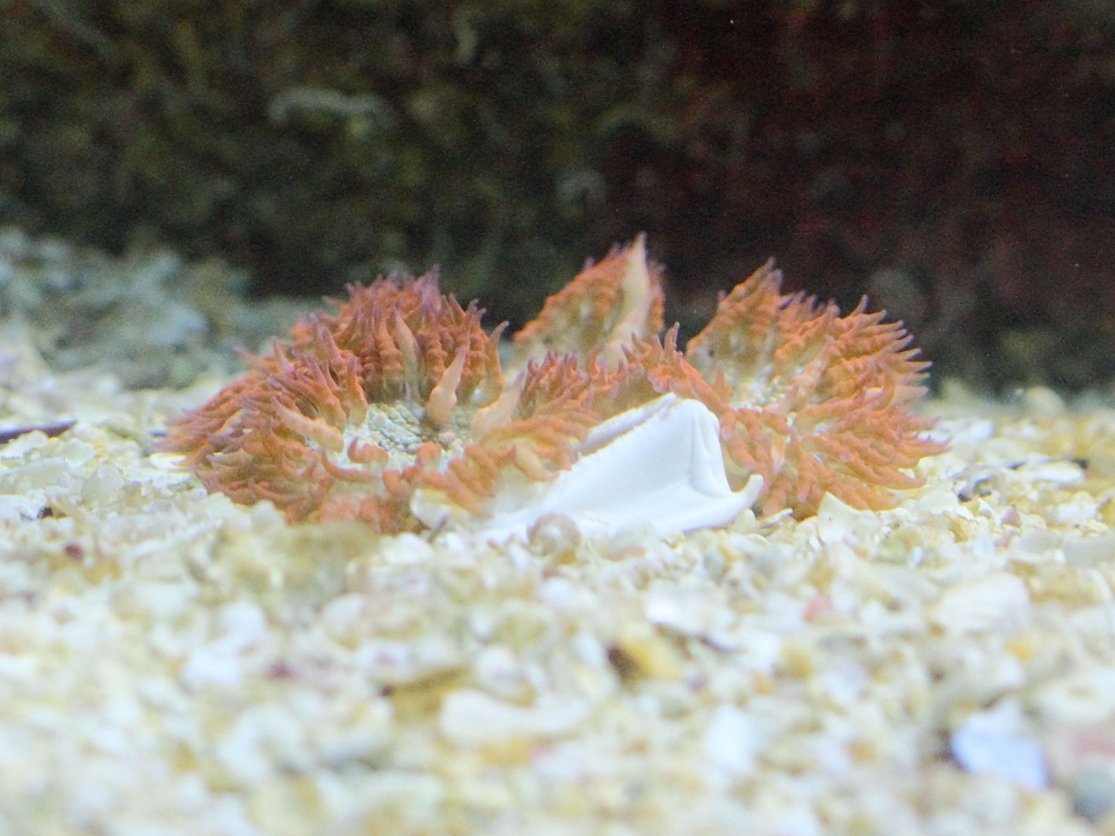 phymanthus_crucifer1bd