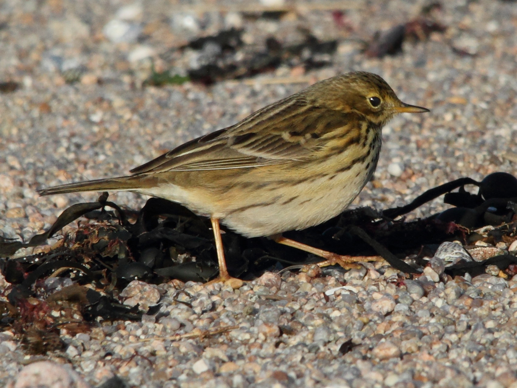 pipit_farlouse_-_anthus_pratensis4md
