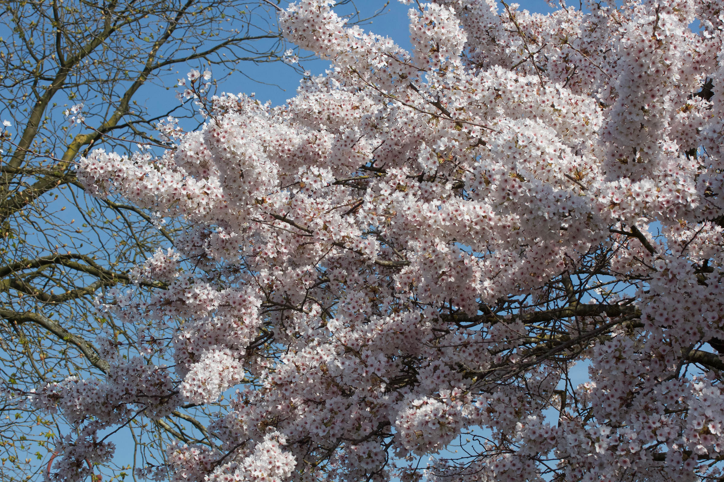 prunus_serrulata_cv1md