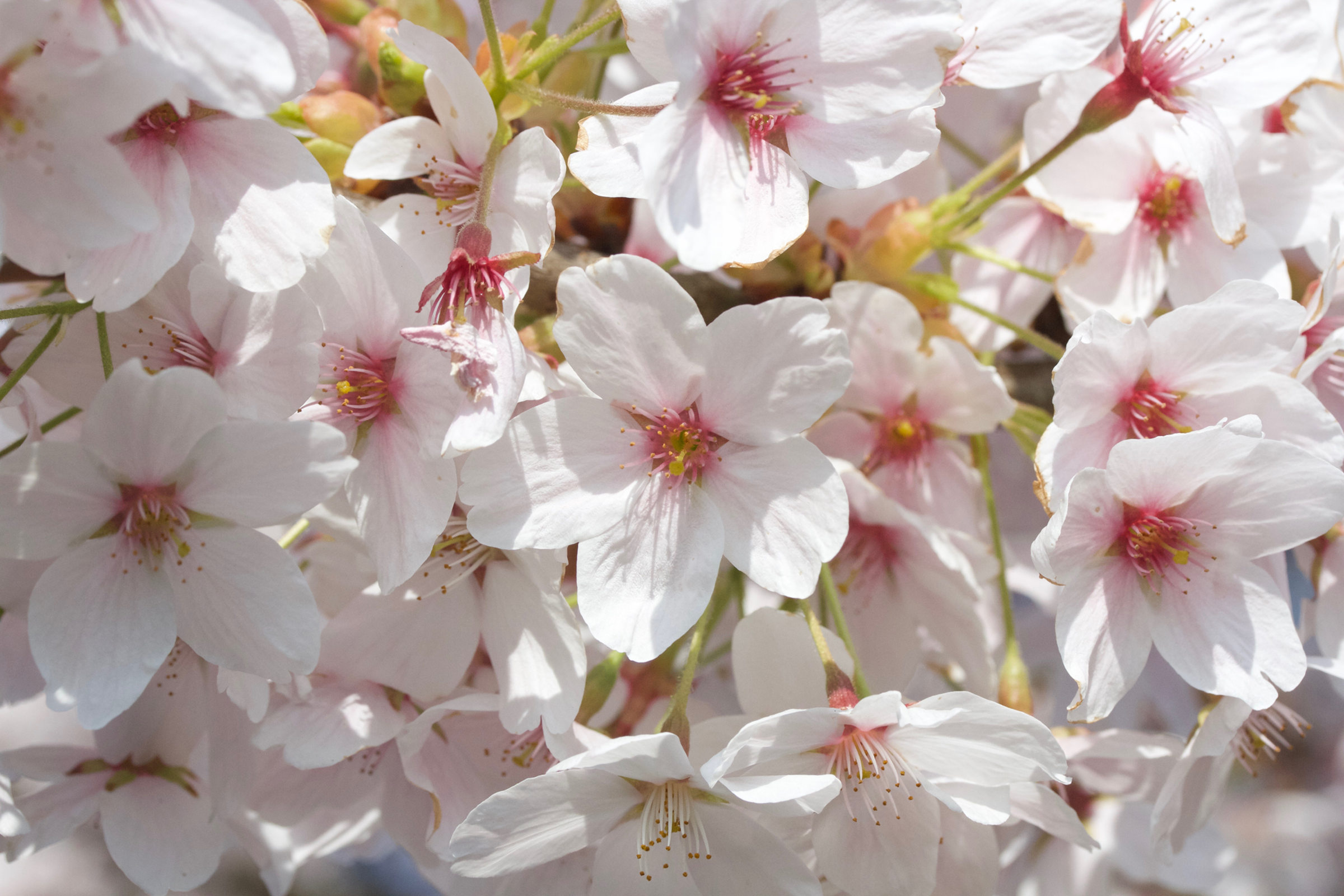 prunus_serrulata_cv2md