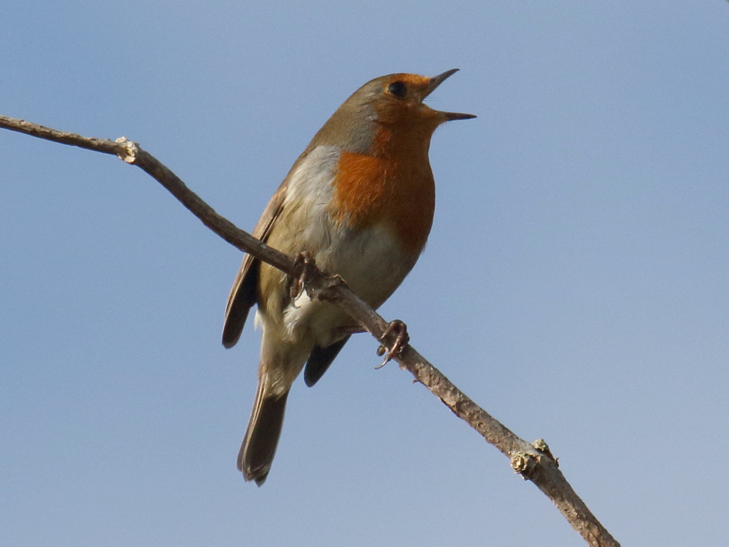 rougegorge_familier_-_erithacus_rubecula7bd