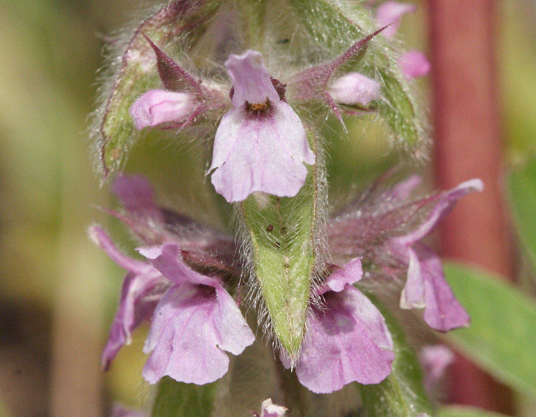Afficher le média sideritis_romana_purpurea2md sideritis_romana_purpurea2md