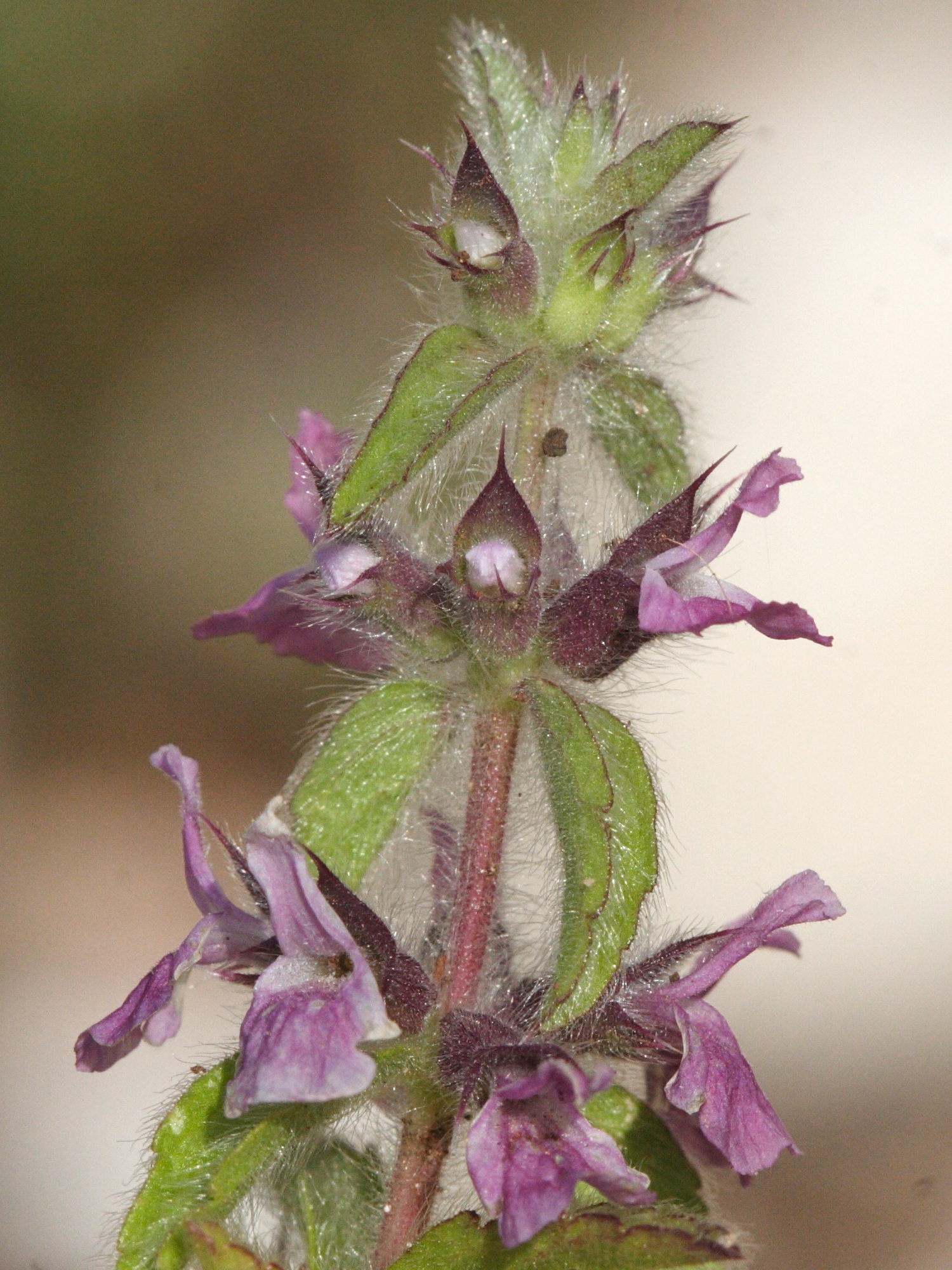 Afficher le média sideritis_romana_purpurea3md sideritis_romana_purpurea3md
