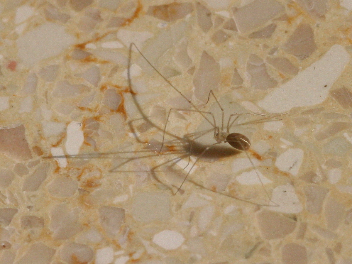 spermophora_senoculata1bd