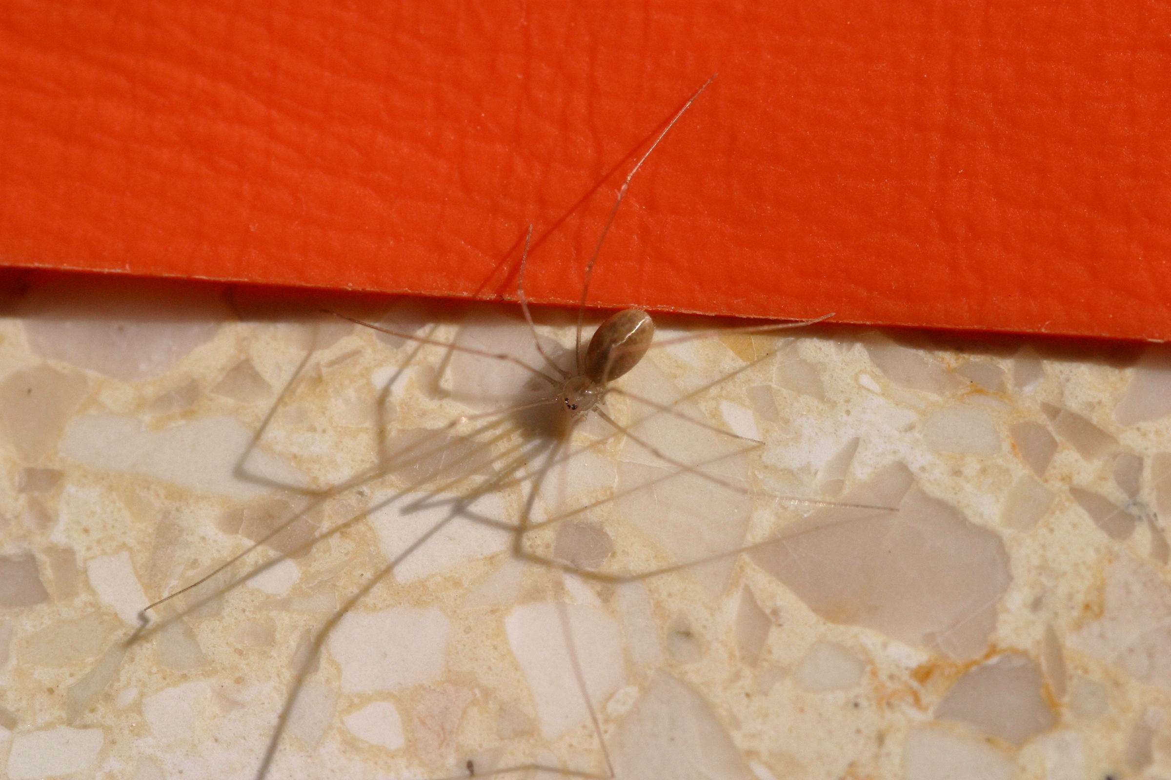 spermophora_senoculata2bd