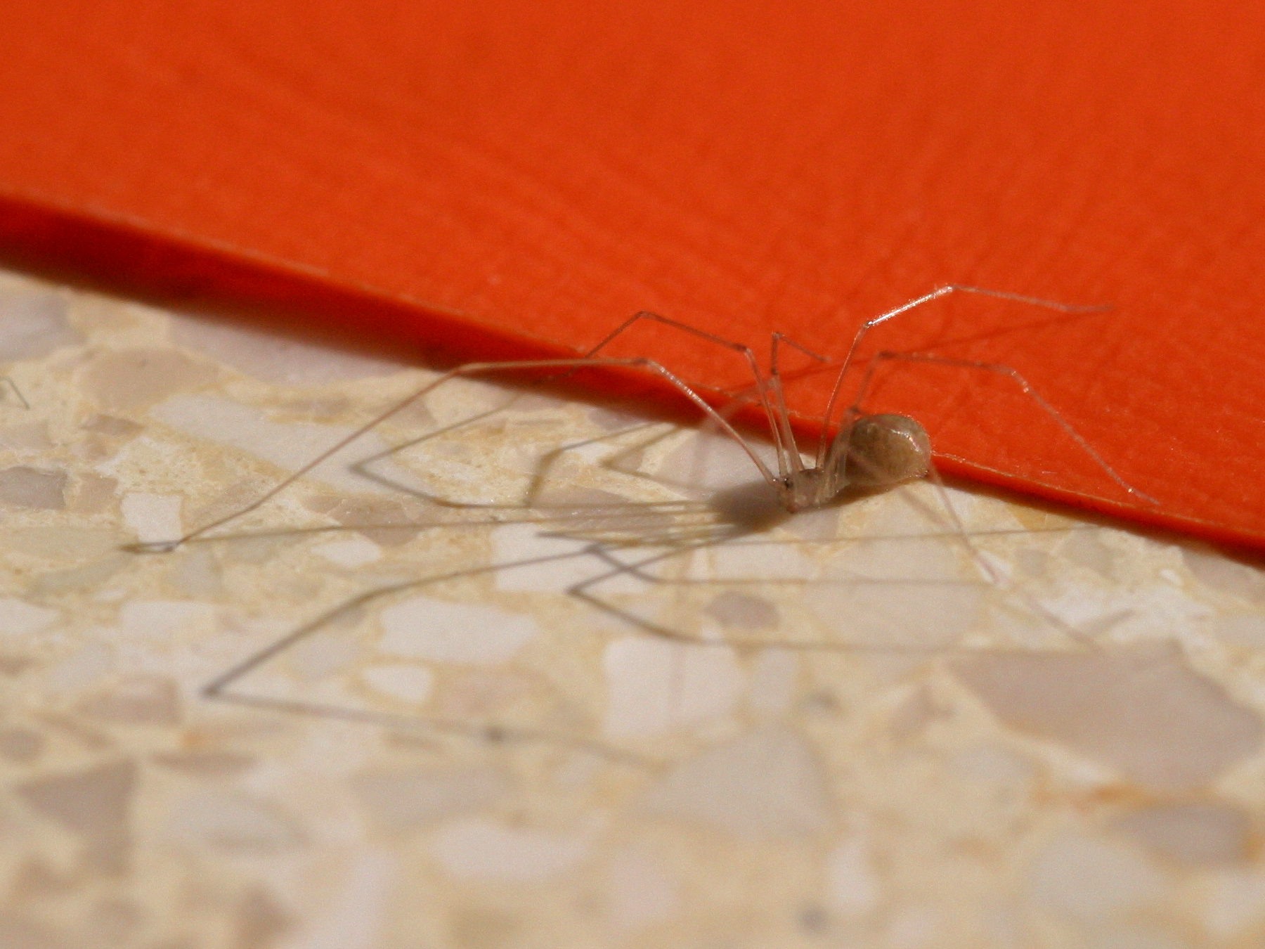 spermophora_senoculata3bd