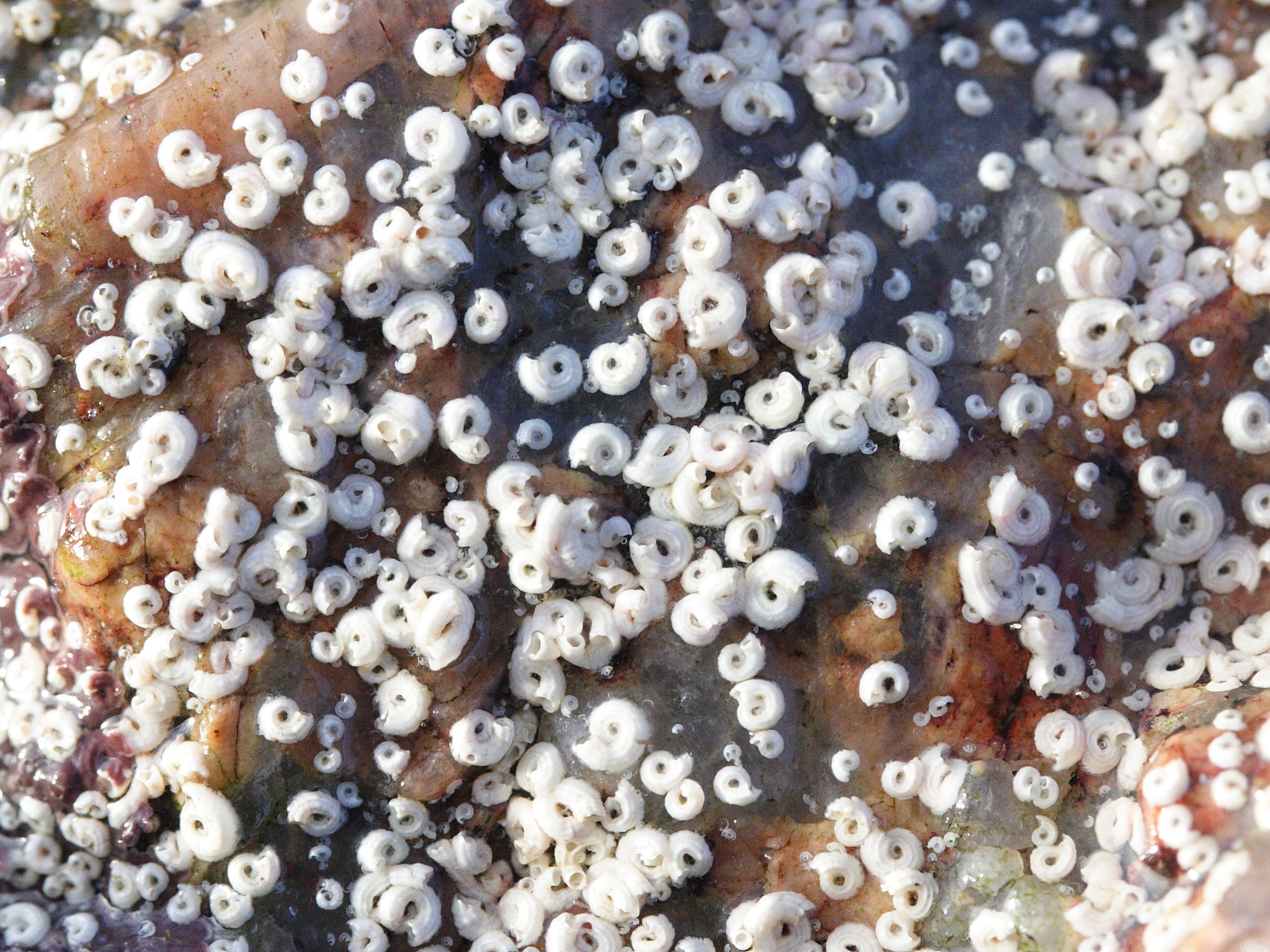 spirorbis_tridentatus1md