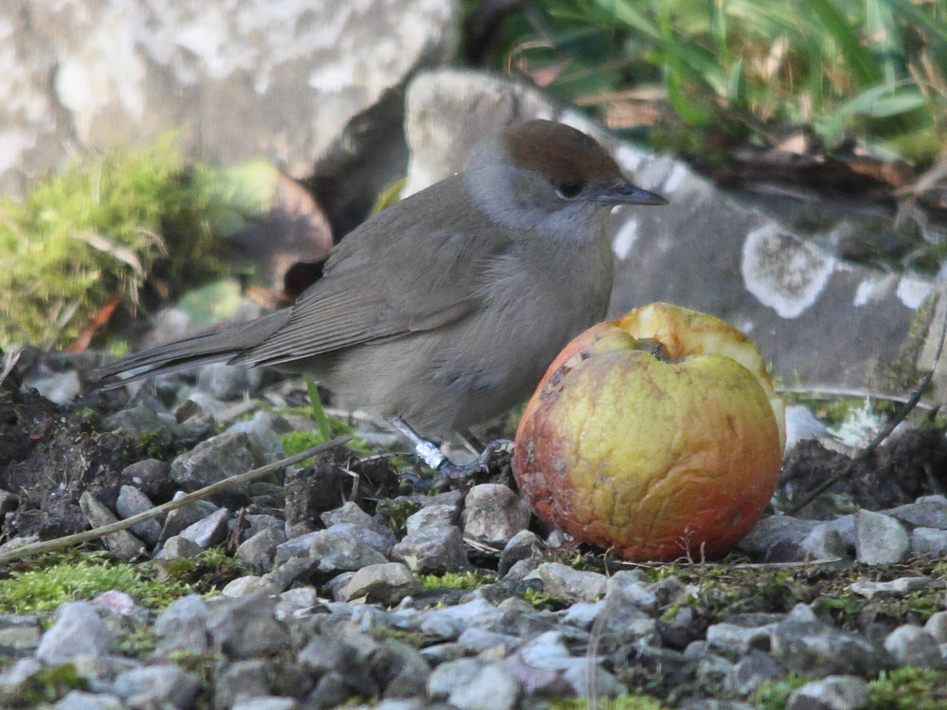 sylvia_atricapilla6md