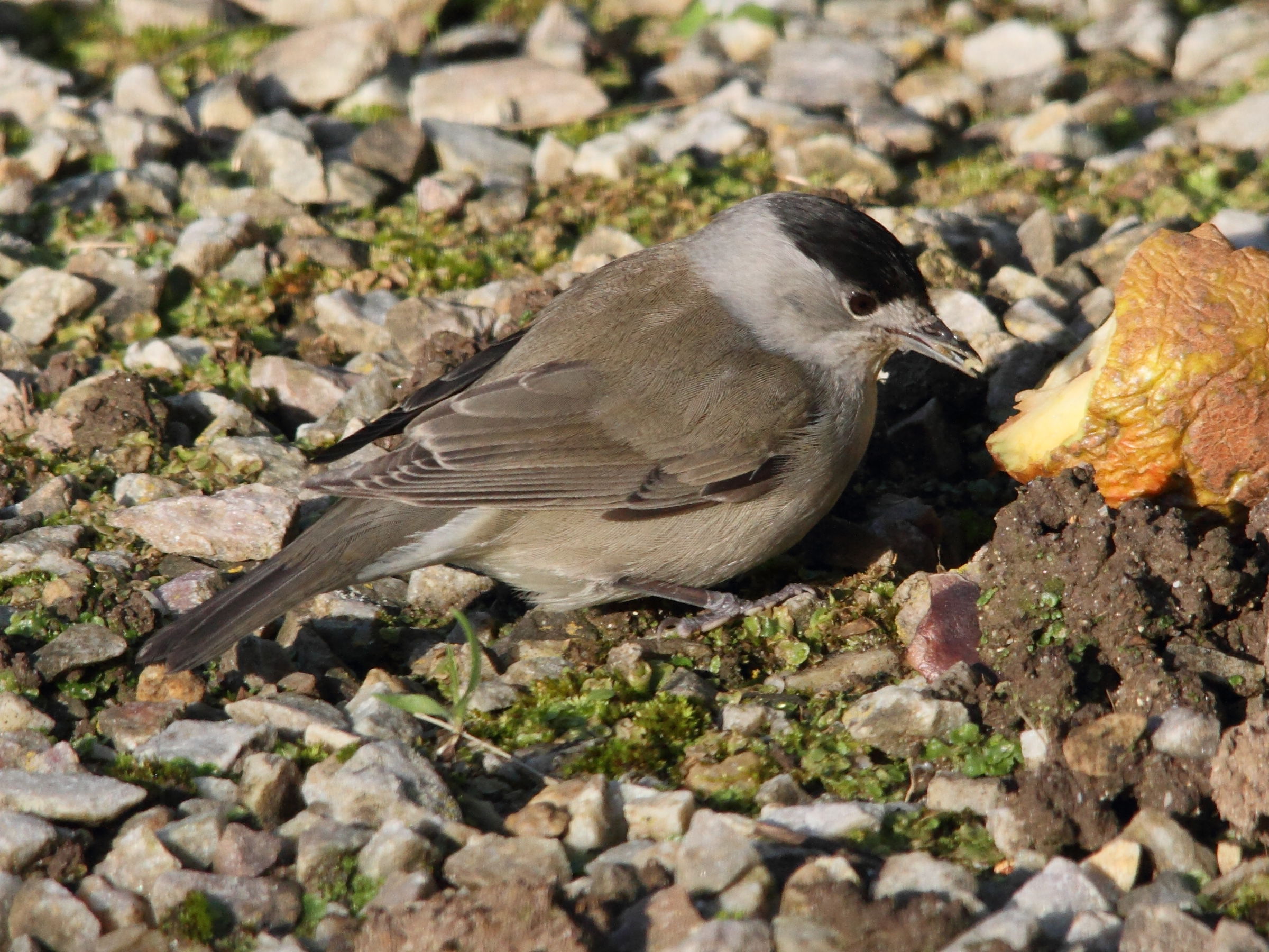 sylvia_atricapilla7md