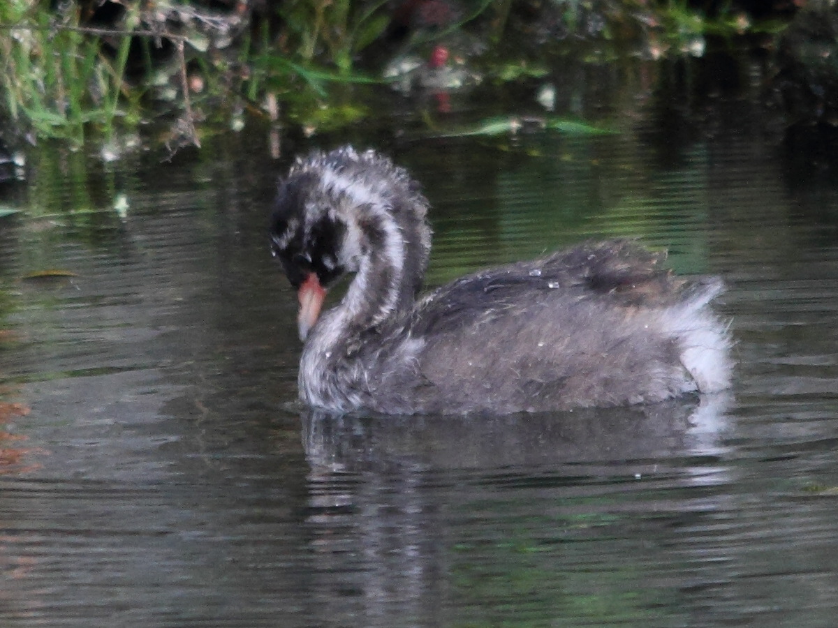 tachybaptus_ruficollis1amd