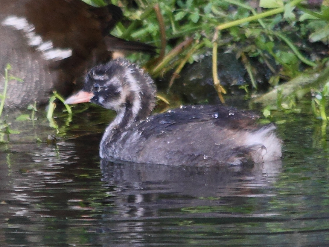 tachybaptus_ruficollis1bmd