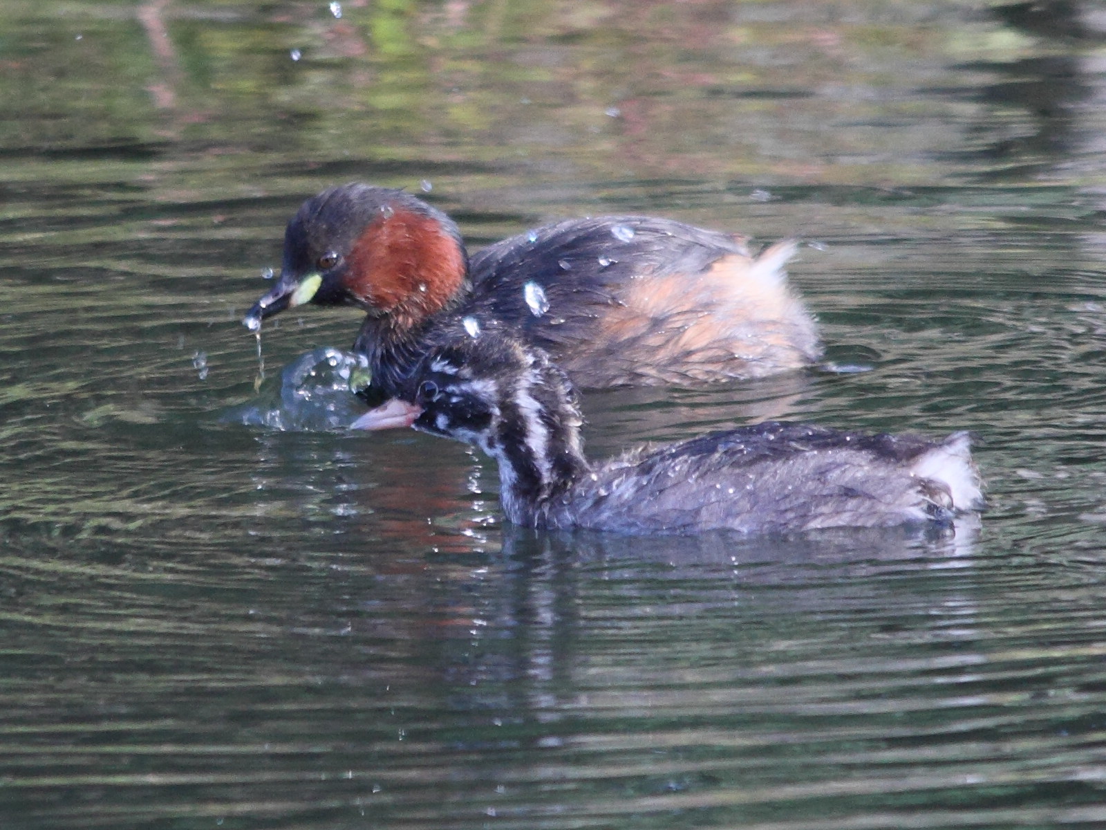 tachybaptus_ruficollis1cmd