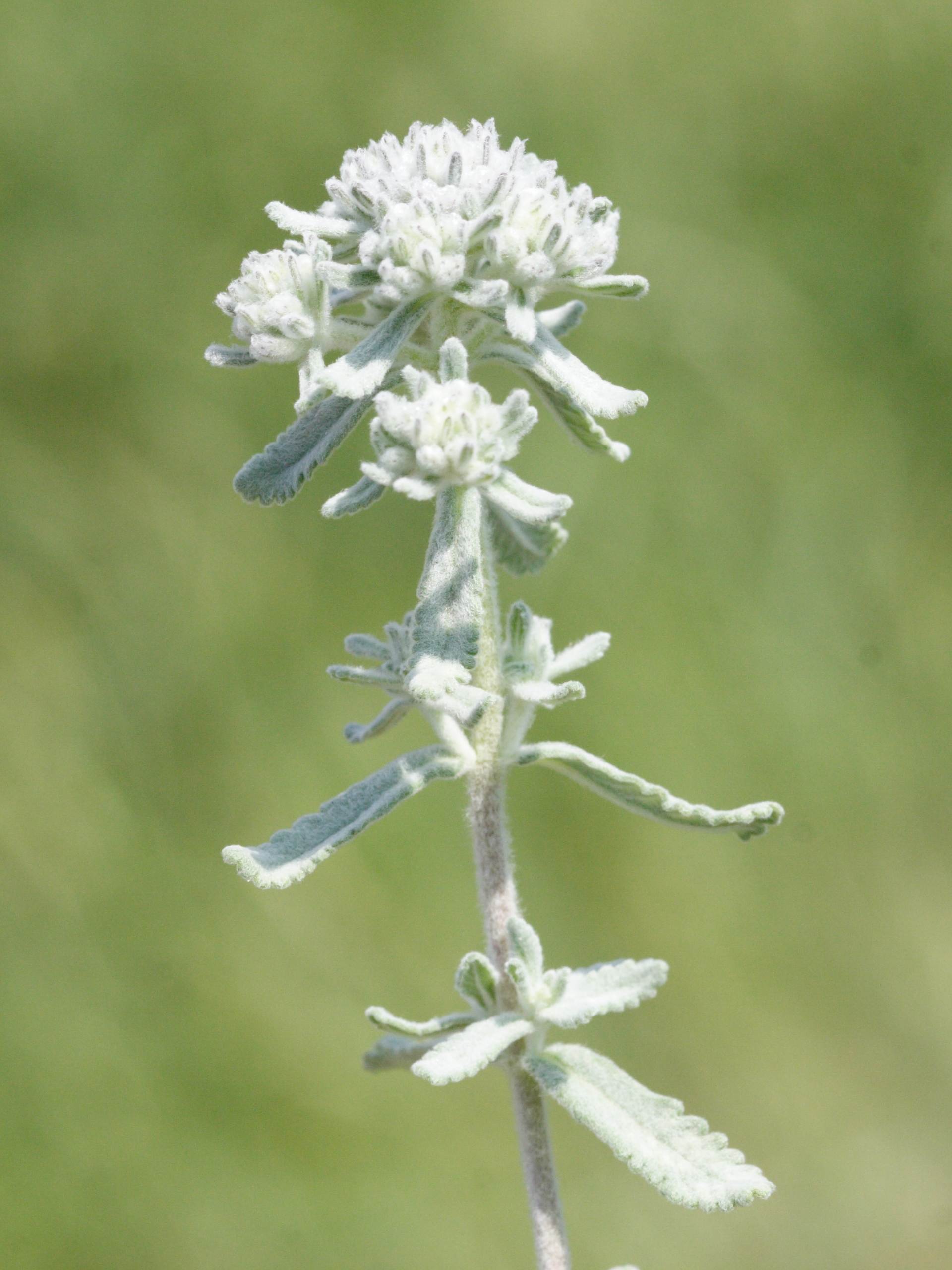 Afficher le média teucrium_polium_purpurascens1md teucrium_polium_purpurascens1md
