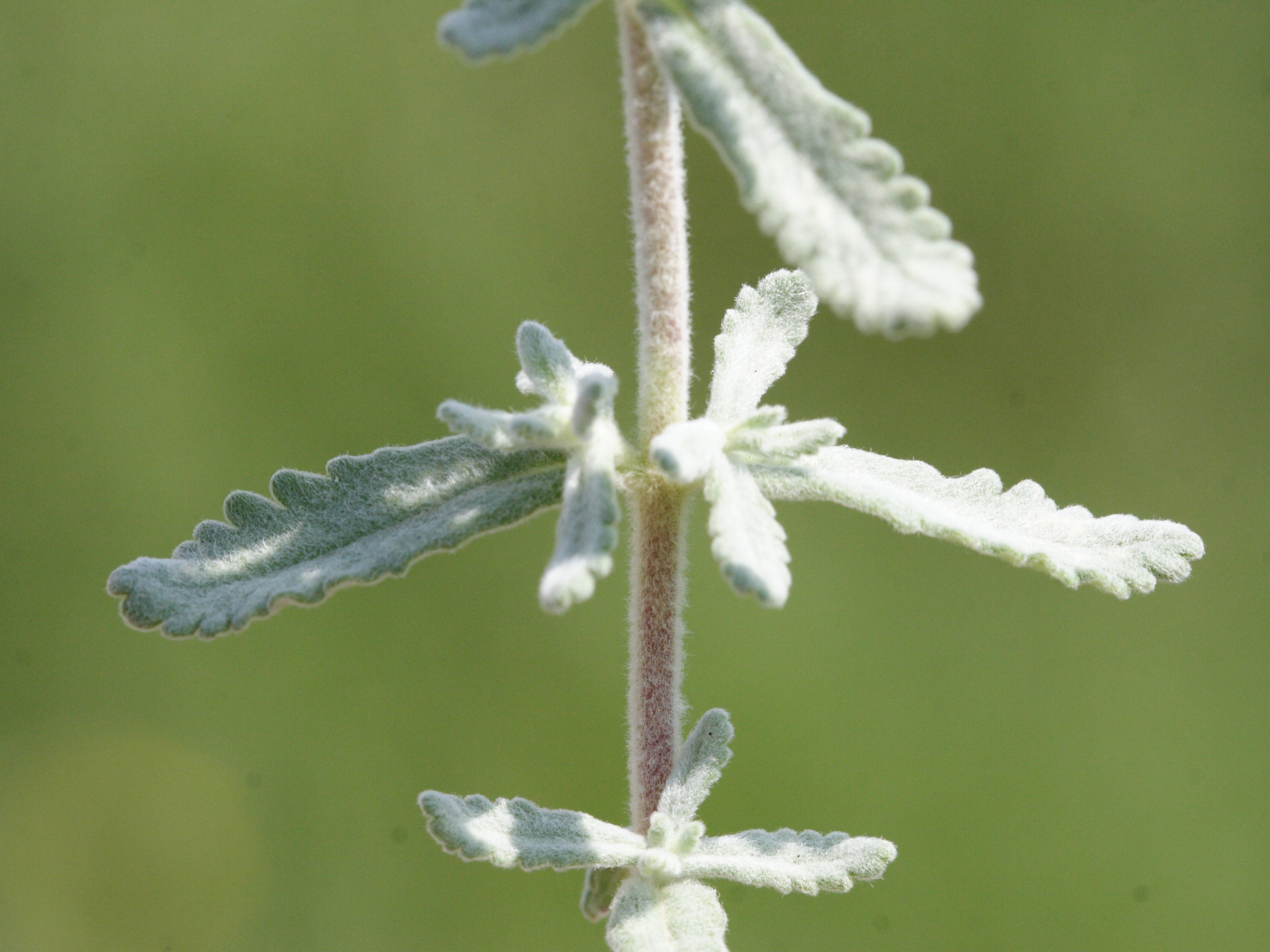 Afficher le média teucrium_polium_purpurascens2md teucrium_polium_purpurascens2md