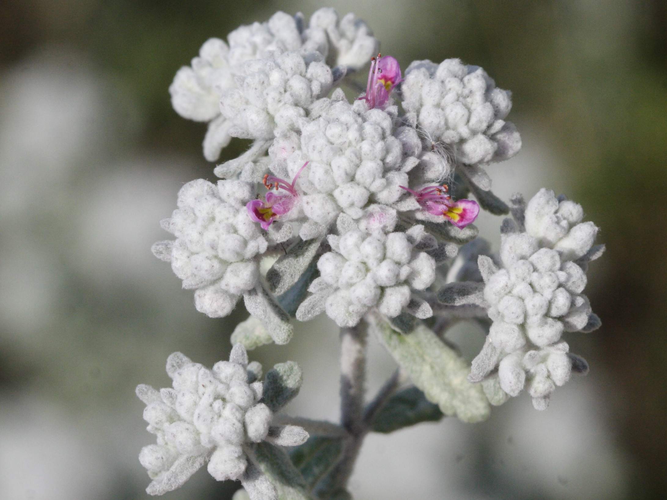 Afficher le média teucrium_polium_purpurascens3md teucrium_polium_purpurascens3md