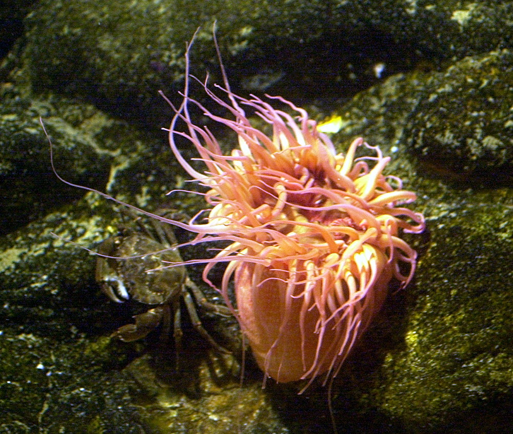 urticina_piscivora1md