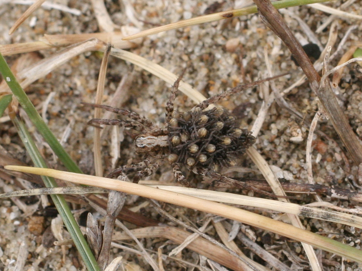 xerolycosa_miniata1md