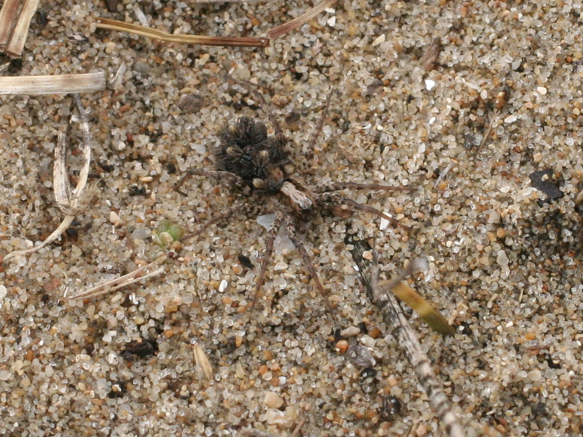 xerolycosa_miniata2md