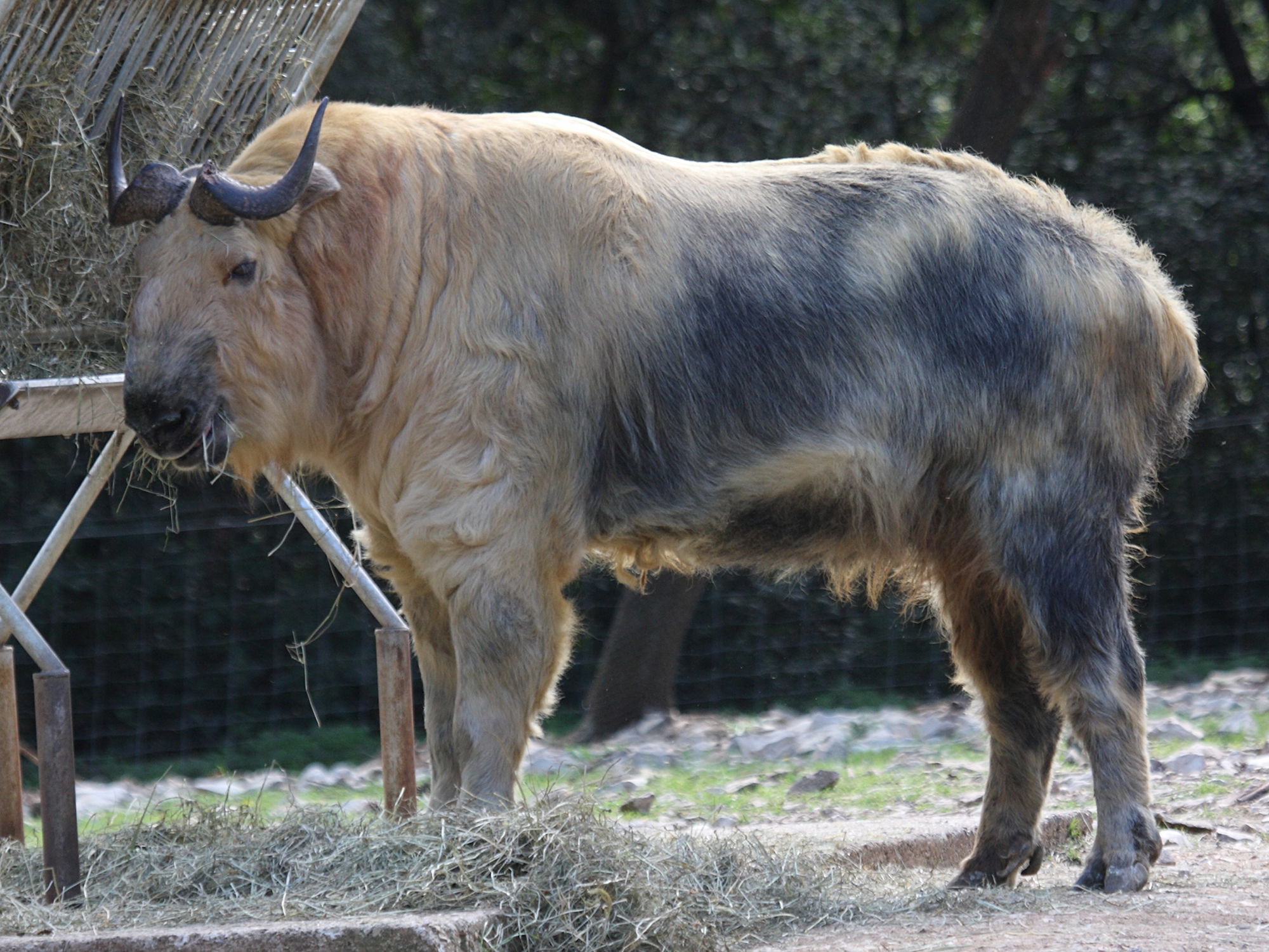 budorcas_taxicolor1bd