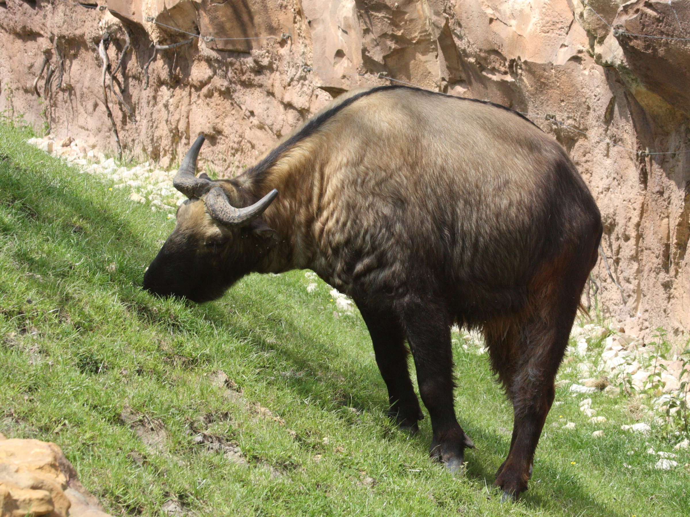 budorcas_taxicolor2md