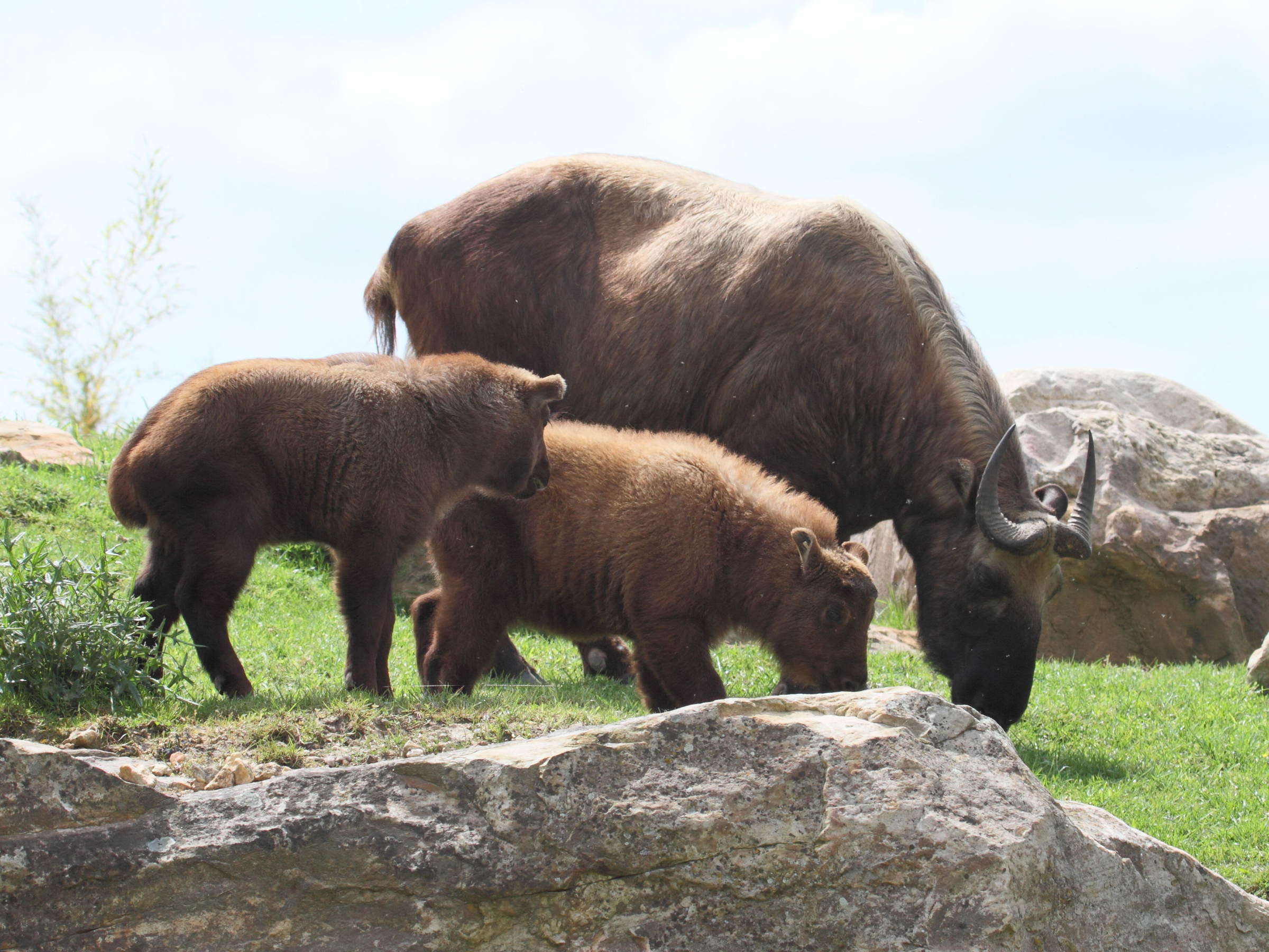 budorcas_taxicolor_taxicolor3bd