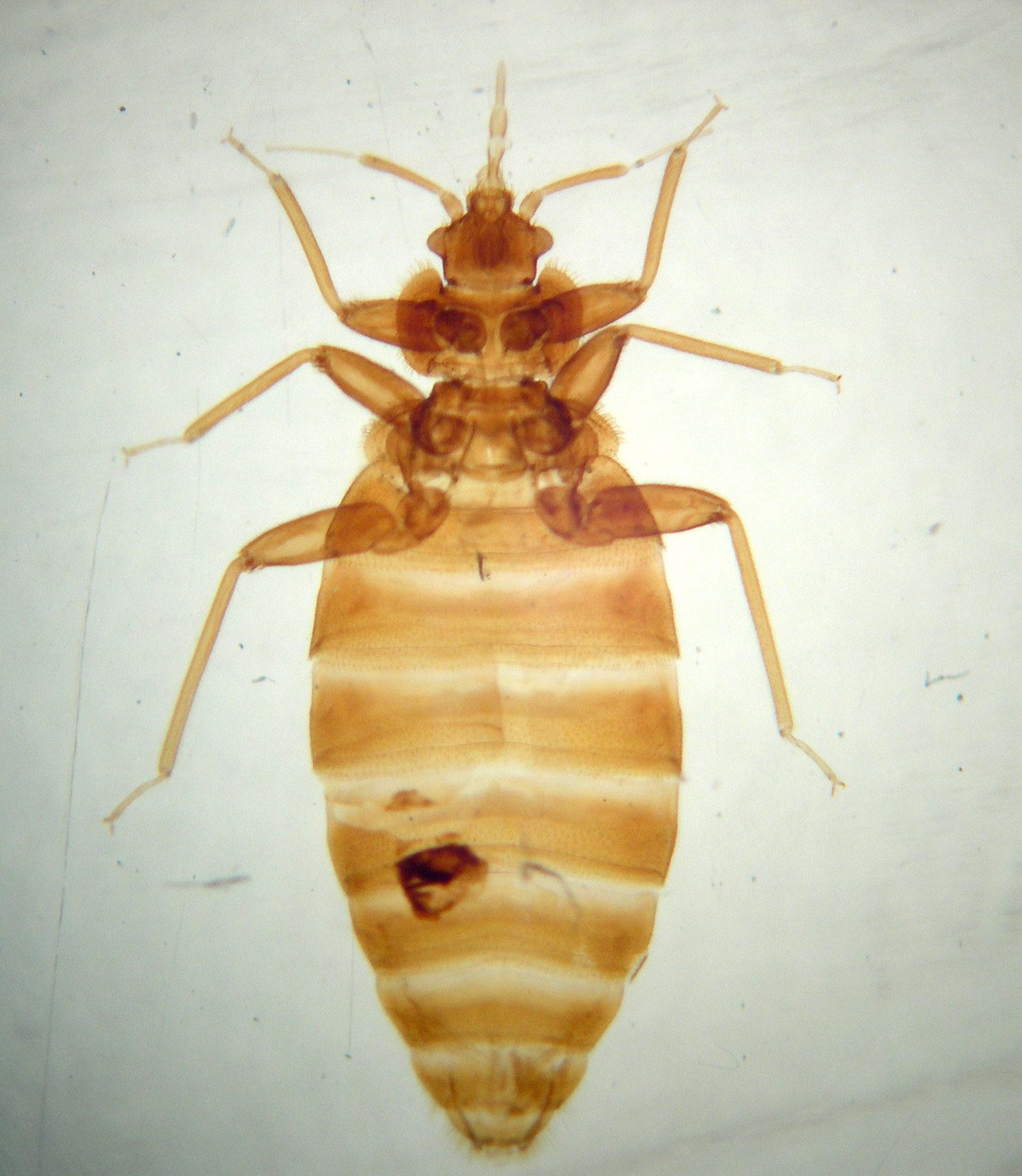 cimex_lectularius1md