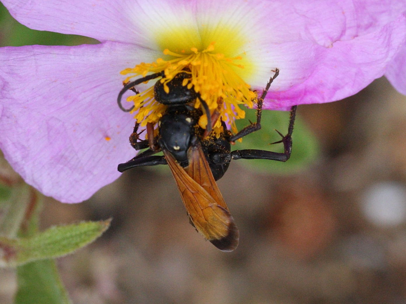 cryptocheilus_cf_fischeri1md