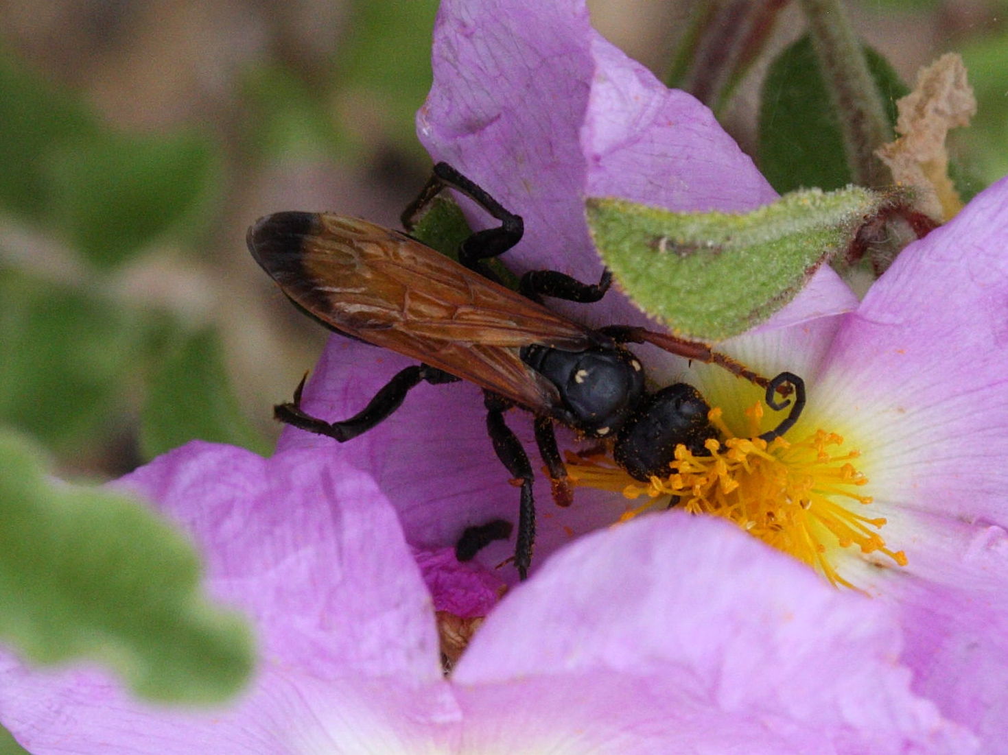 cryptocheilus_cf_fischeri2md