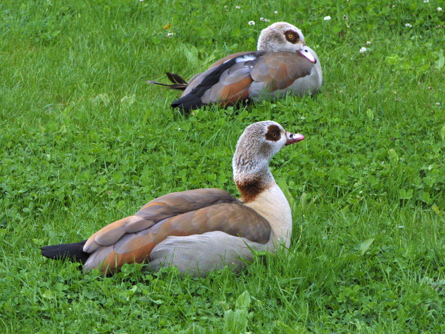 ouette_d-egypte_-_alopochen_aegyptiaca1md