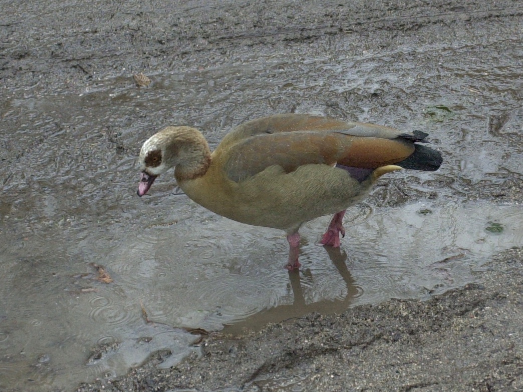 ouette_d-egypte_-_alopochen_aegyptiaca2md