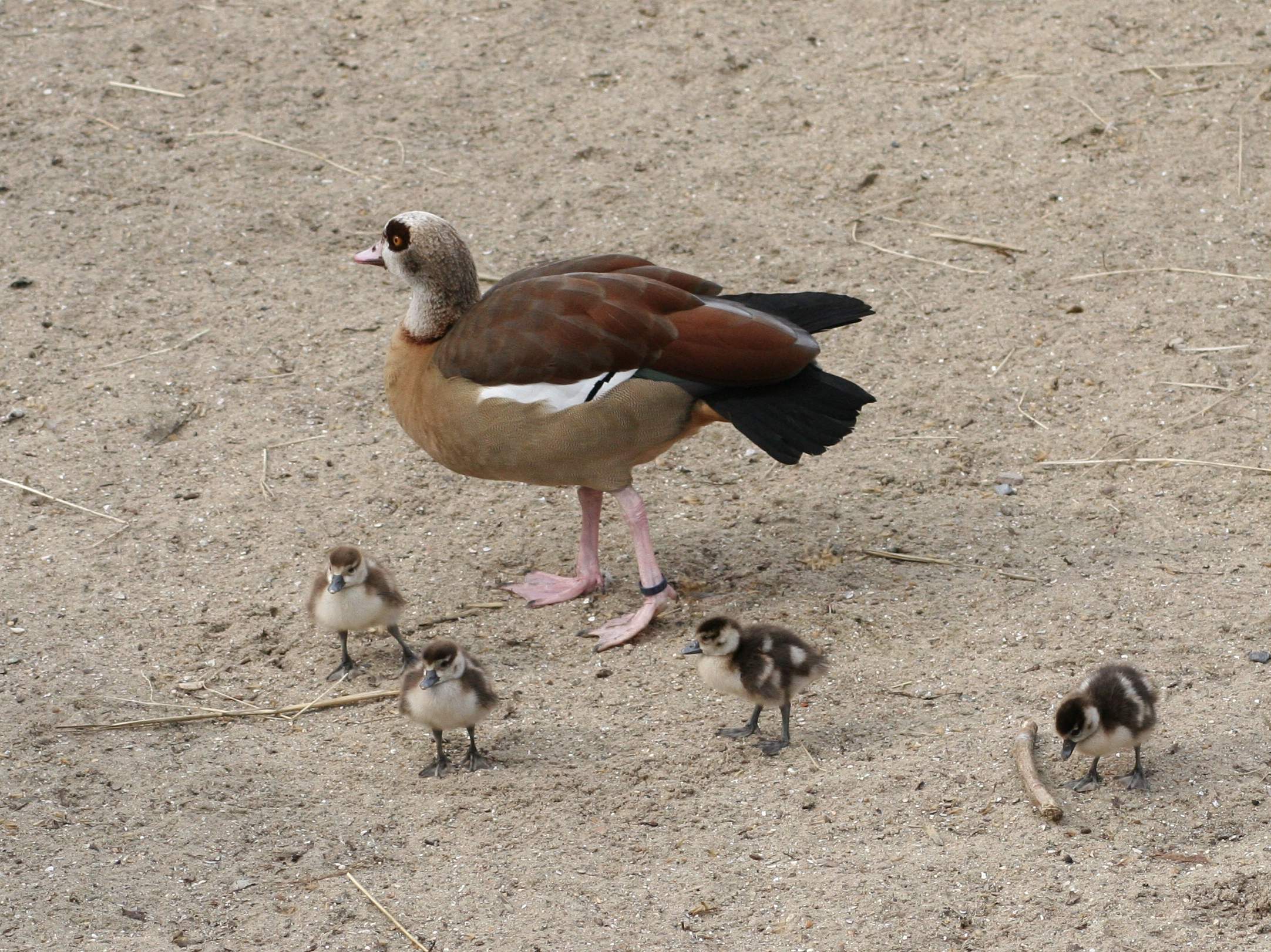 ouette_d-egypte_-_alopochen_aegyptiaca3bd