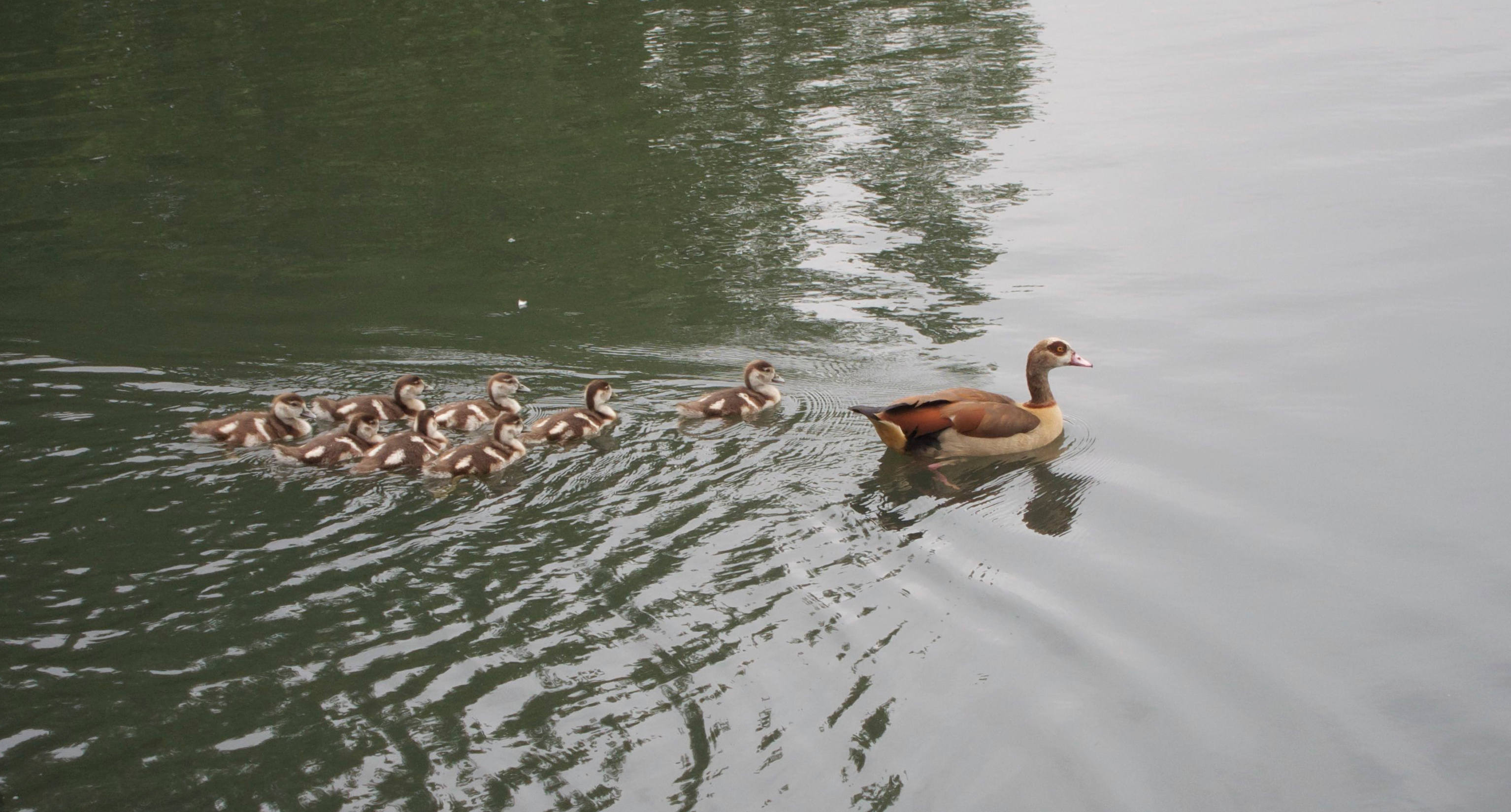 ouette_d-egypte_-_alopochen_aegyptiaca5bd