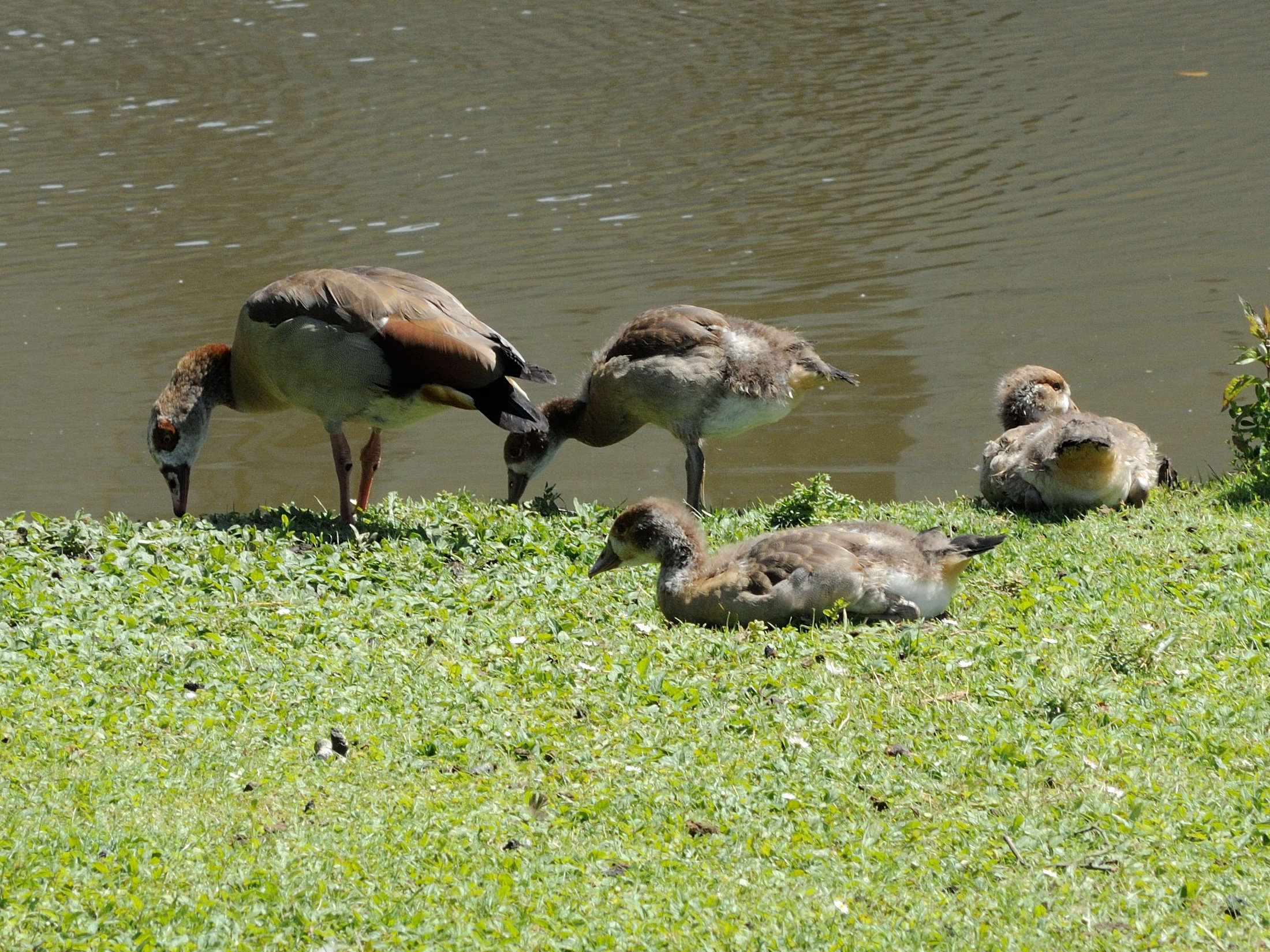 ouette_d-egypte_-_alopochen_aegyptiaca6md