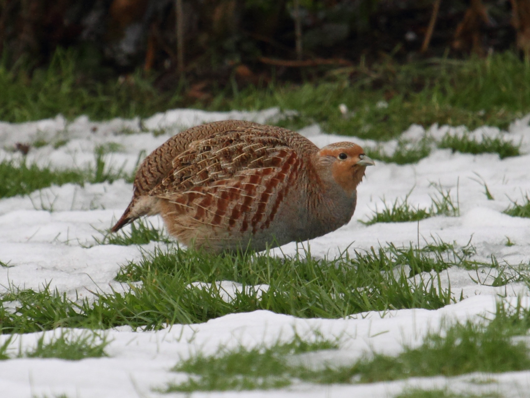 perdrix_grise_-_perdix_perdix1bd