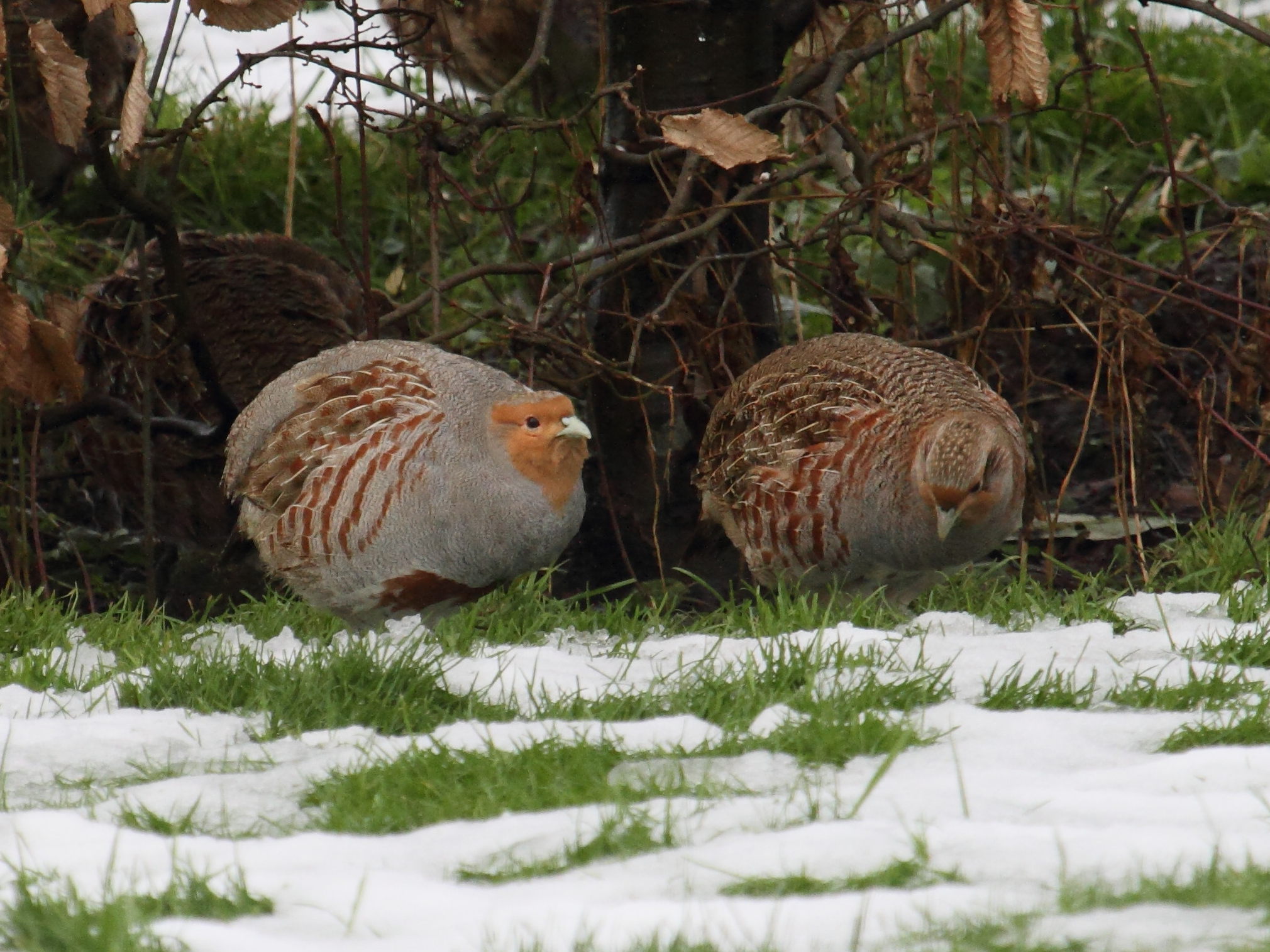 perdrix_grise_-_perdix_perdix2bd