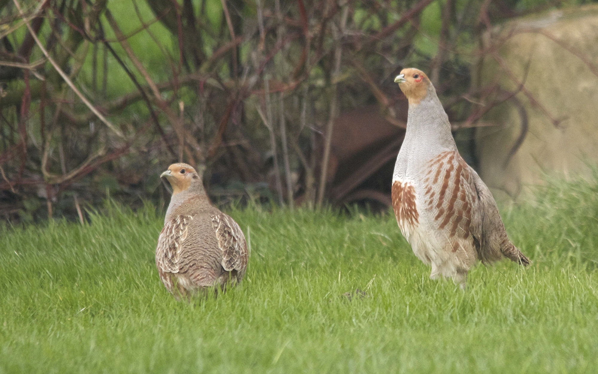 perdrix_grise_-_perdix_perdix3md