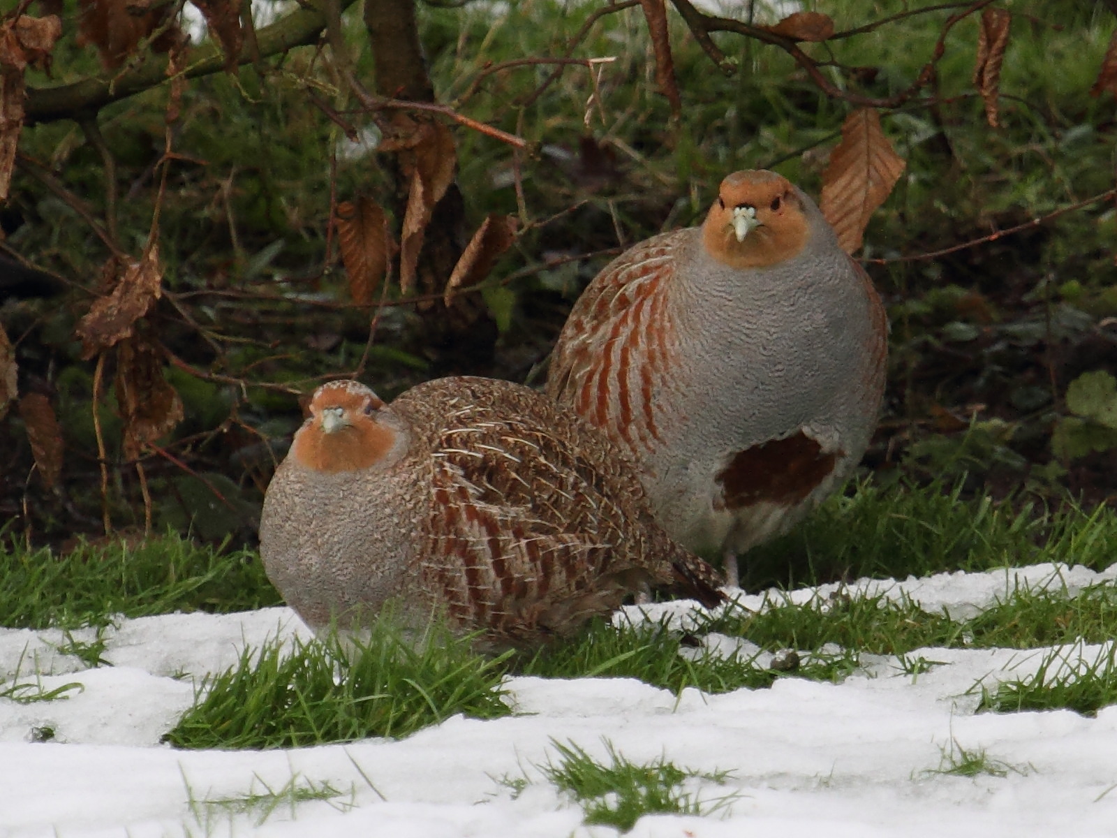 perdrix_grise_-_perdix_perdix4bd