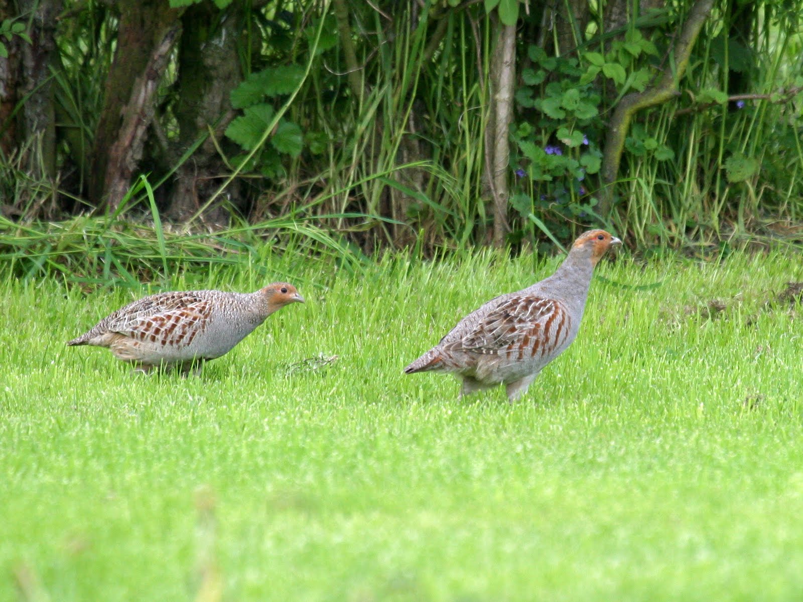 perdrix_grise_-_perdix_perdix5md