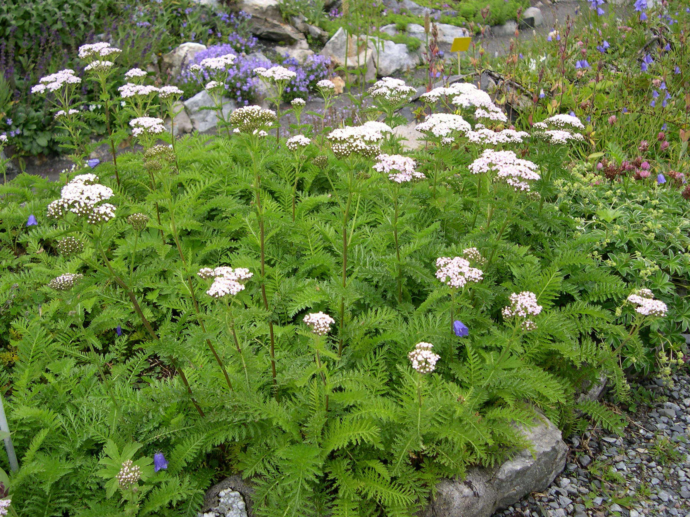 Afficher le média achillea_distans_stricta1md achillea_distans_stricta1md