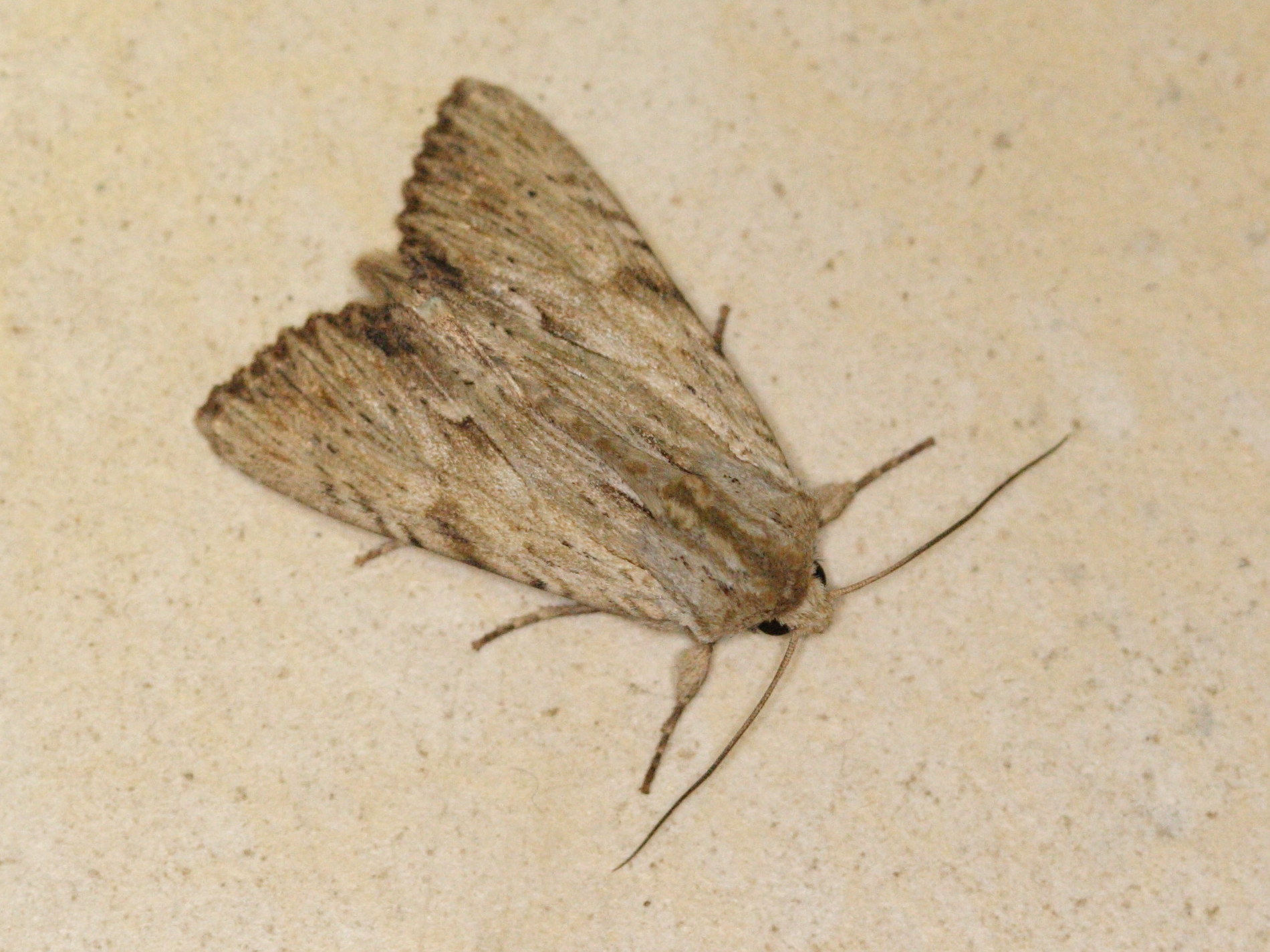 apamea_lithoxylon1md