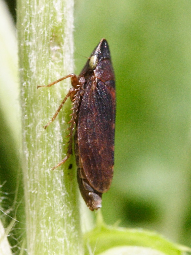 aphrodes_carinatus1md