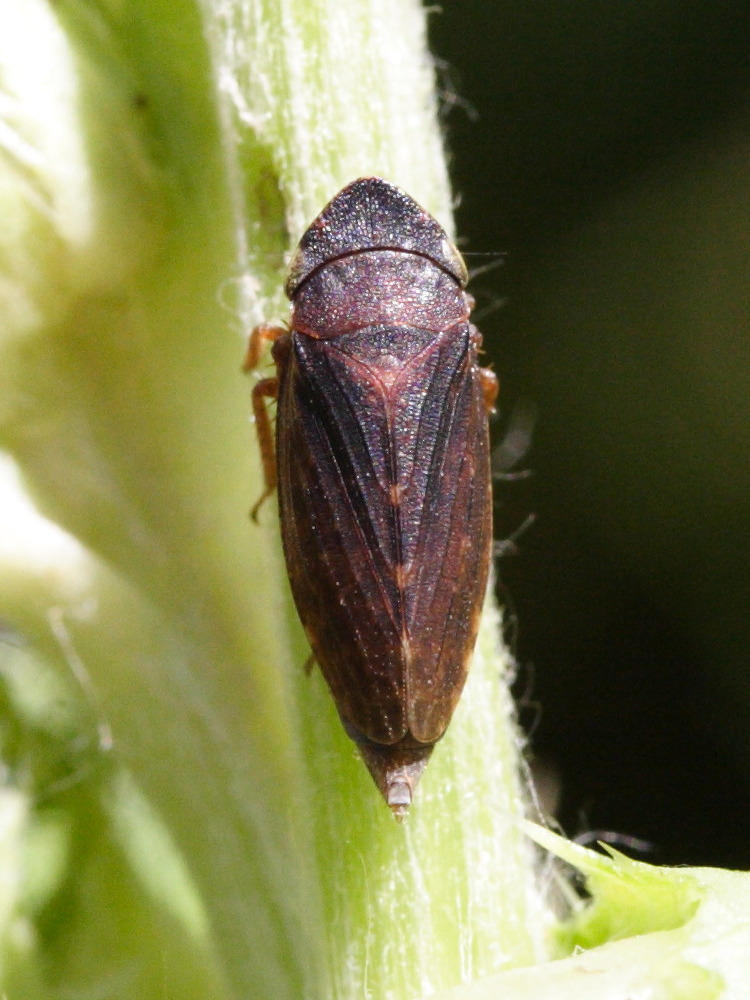 aphrodes_carinatus2md